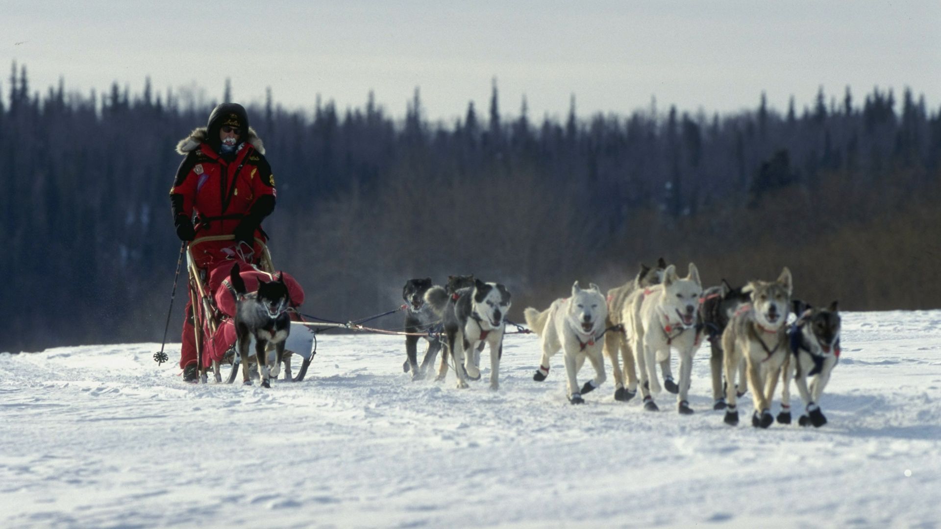 A musher competes during the 1999 Iditarod.