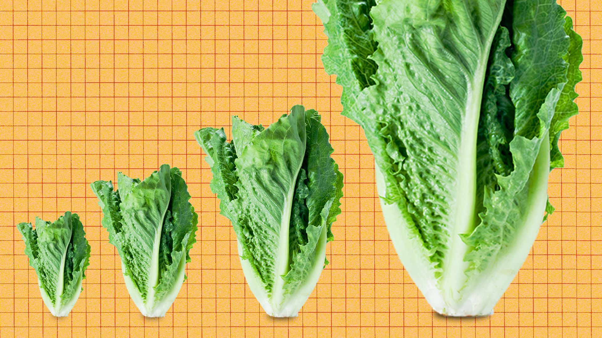 Illustration of heads of lettuce growing bigger. 