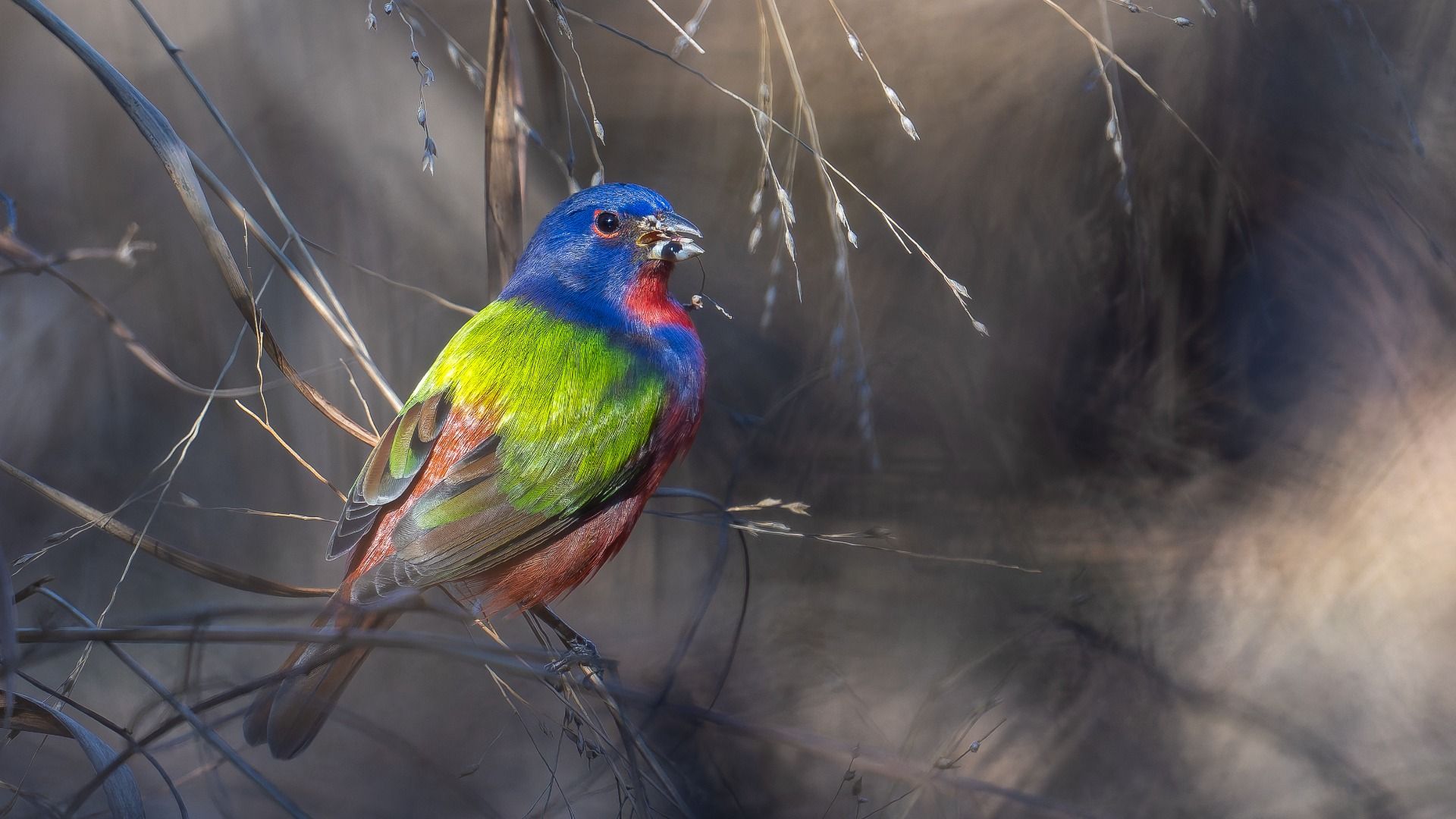 Colorful bird with blue head, green back, and red breast perched on brown twigs holding a seed in its beak against a blurred grayish background.