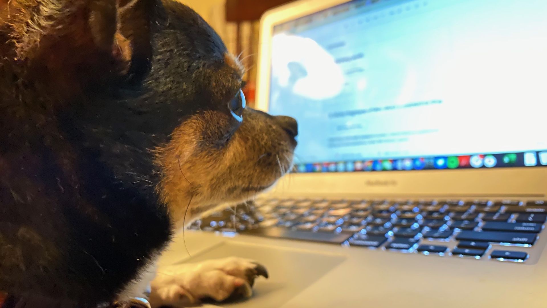 A photo of a dog looking at a computer