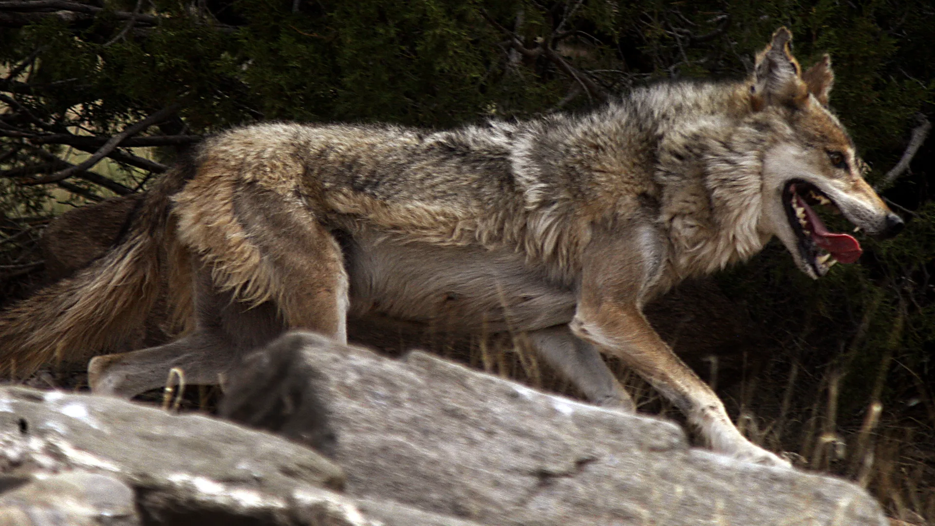A Mexican grey wolf.