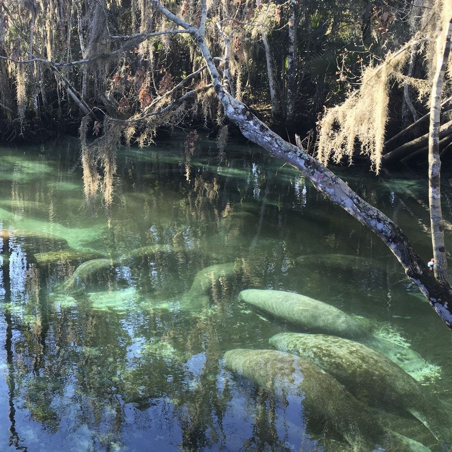 Manatees crowd into Three Sisters Springs in Crystal River