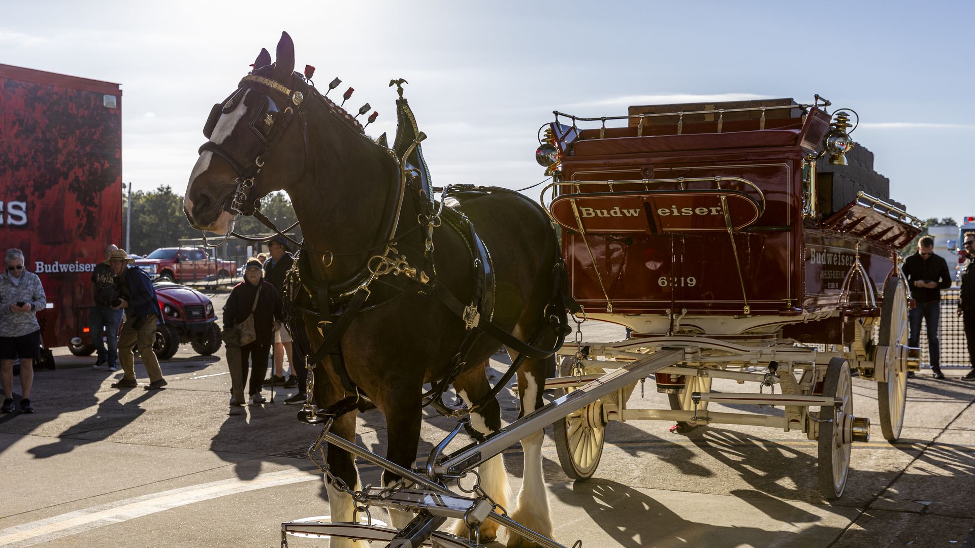 Horse pulls Budweiser cart