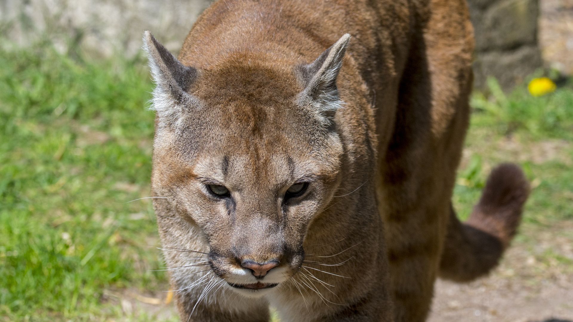 A mountain lion