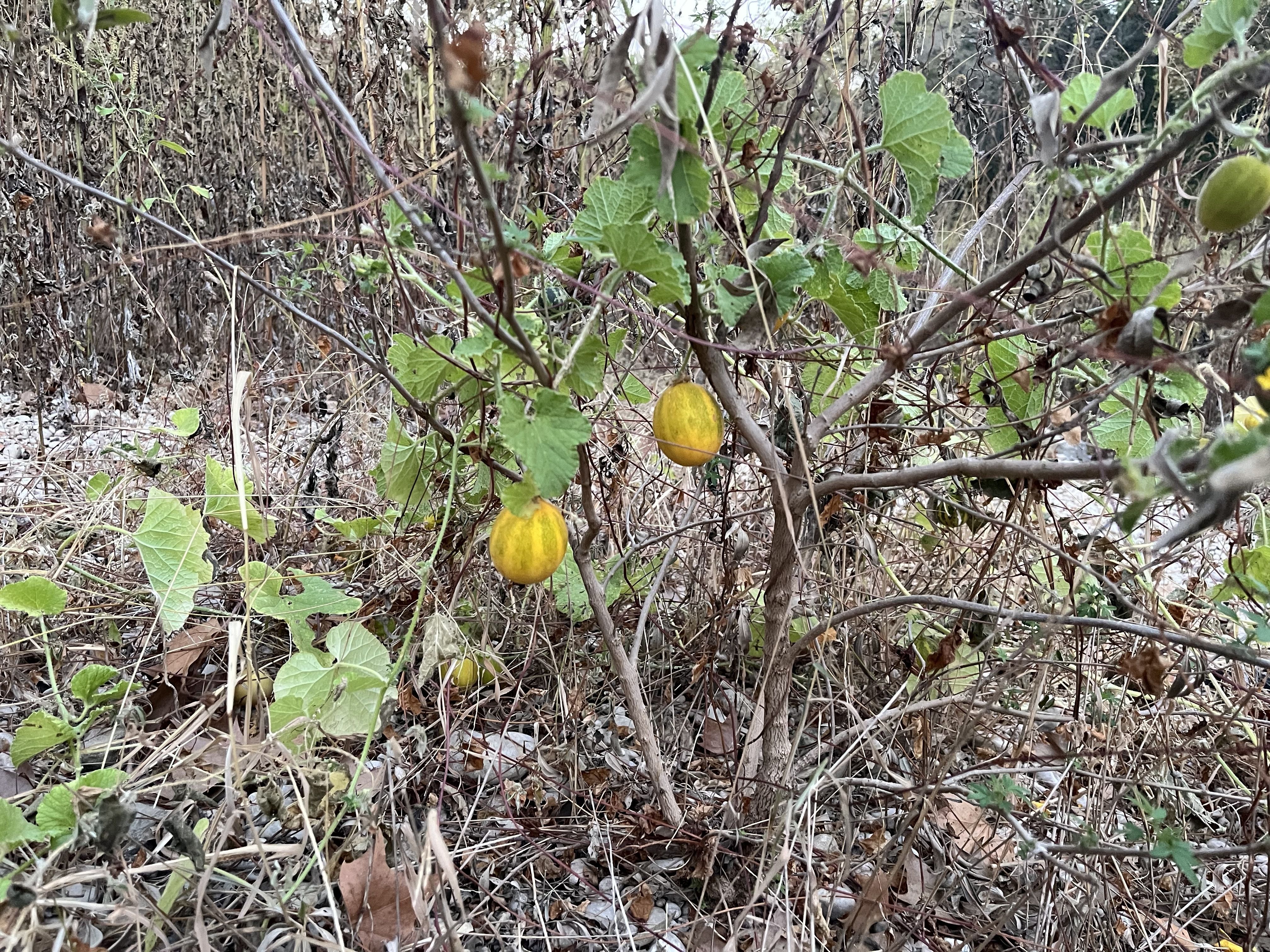 Some kind of fruit or vegetable growing from a plant.