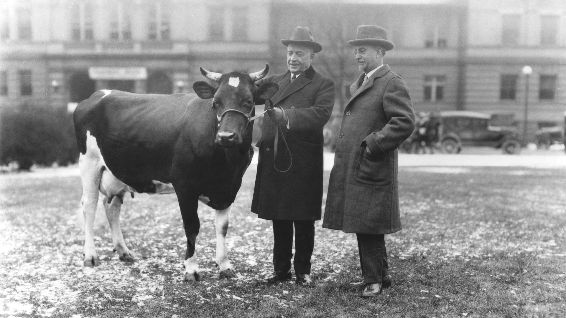 A black-and-white historical photo of a cow in front of a large building and vintage cars. The cow is Maudine Ormsby, pictured with OSU Agricultural Dean Alfred Vivian and Illinois Gov. Frank O. Lowden.
