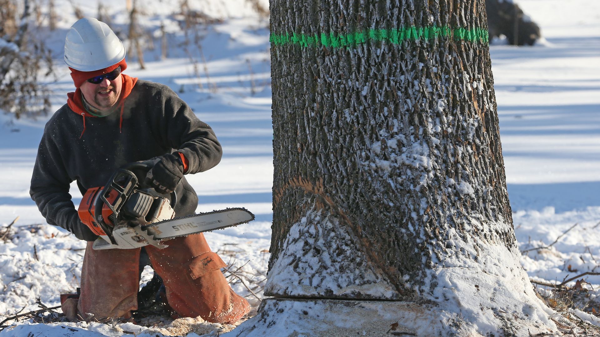 a man cuts down a tree