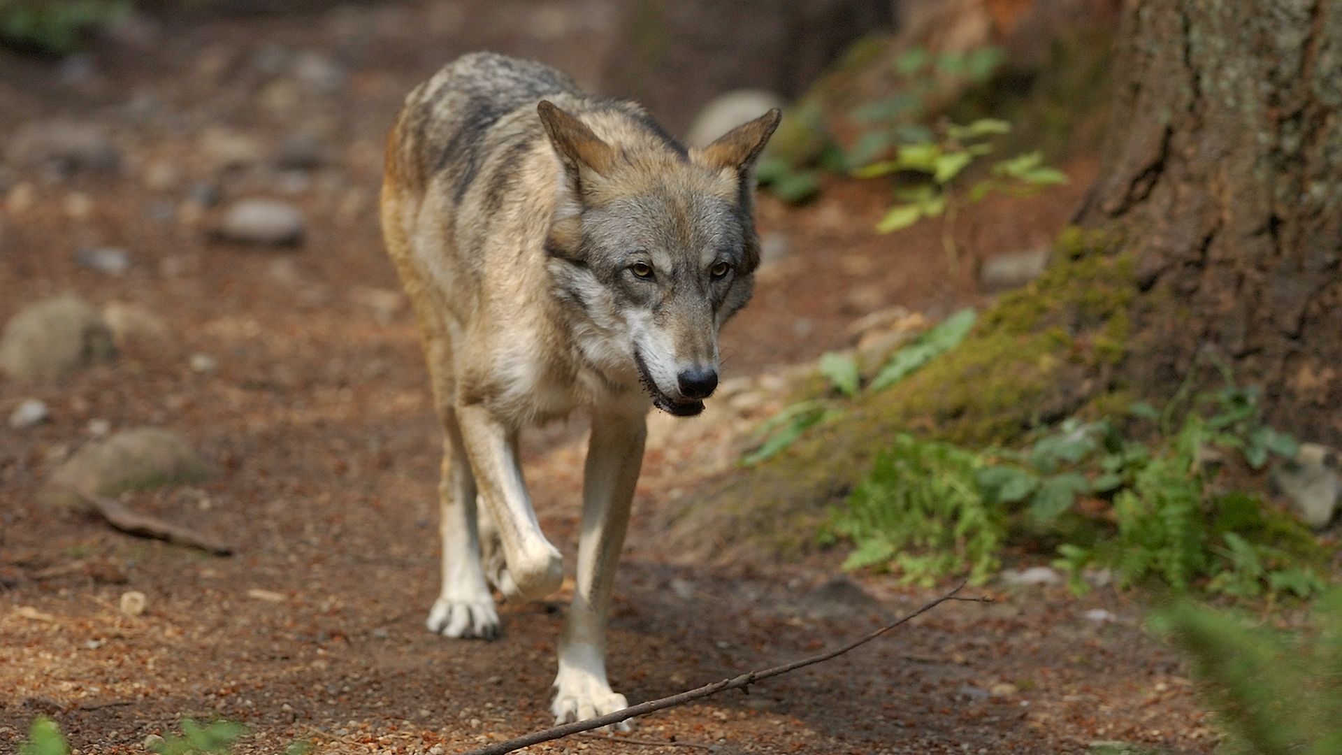A young gray wolf walks through a forest near trees with ferns at the base, walking toward the camera.
