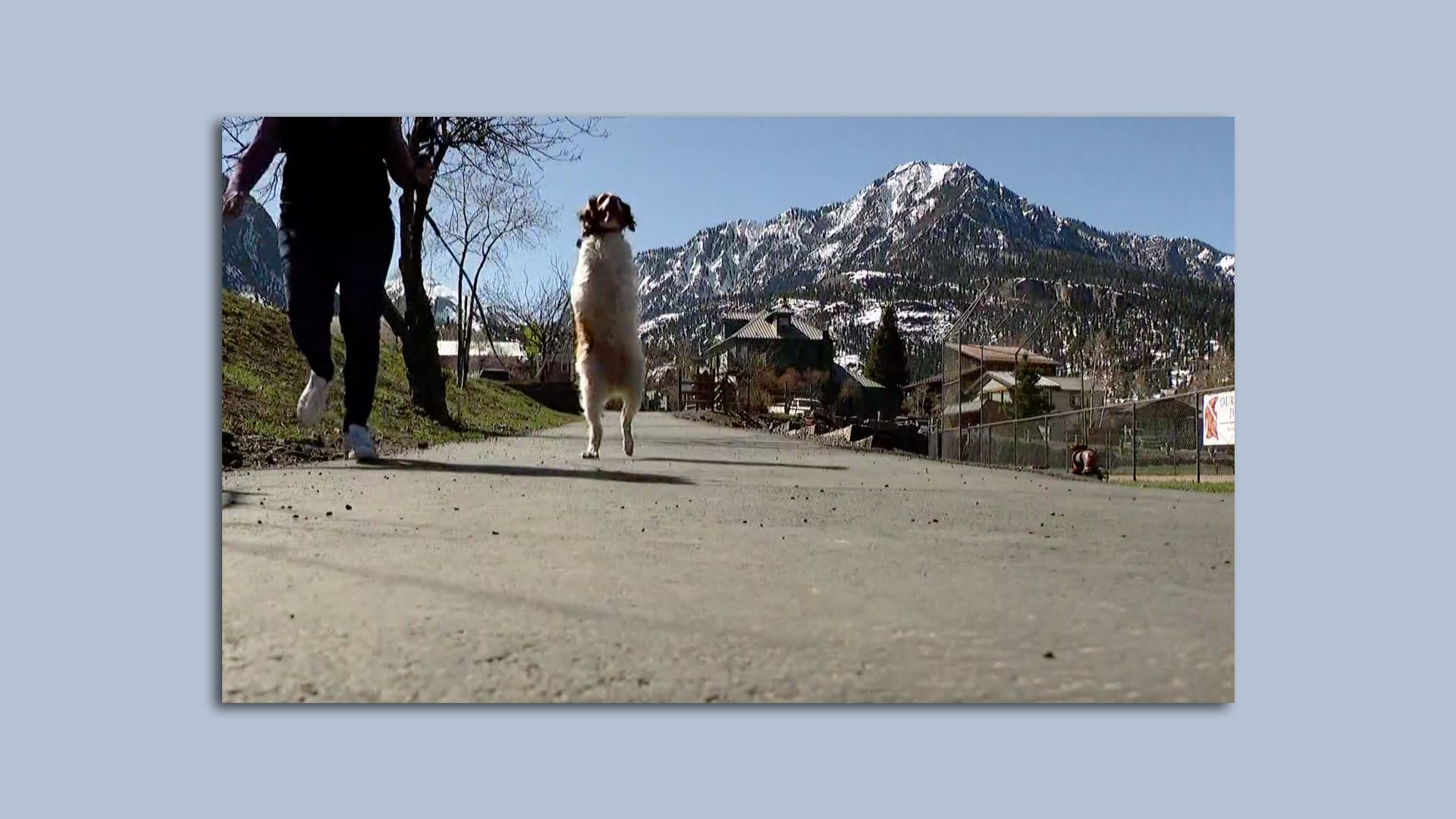 Dexter, a Brittany Spaniel, can walk upright on his two hind legs.