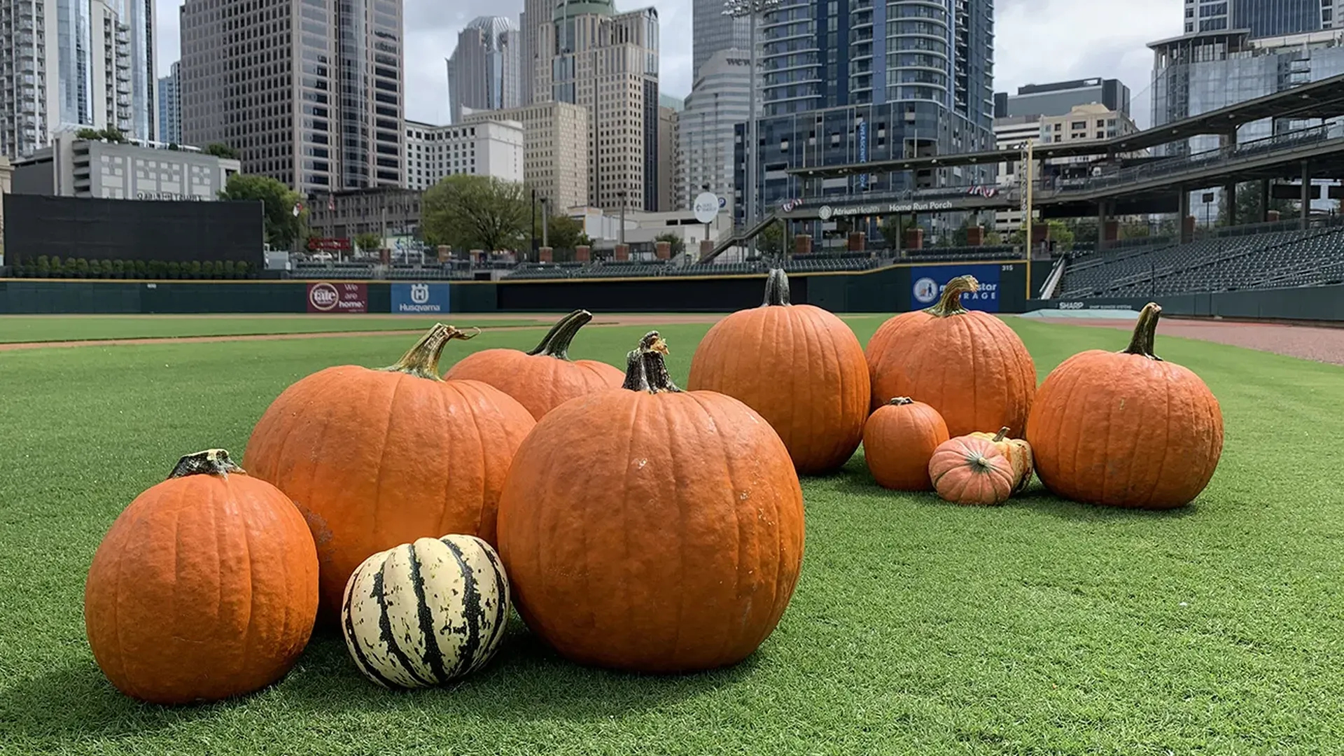 truist field pumpkins charlotte