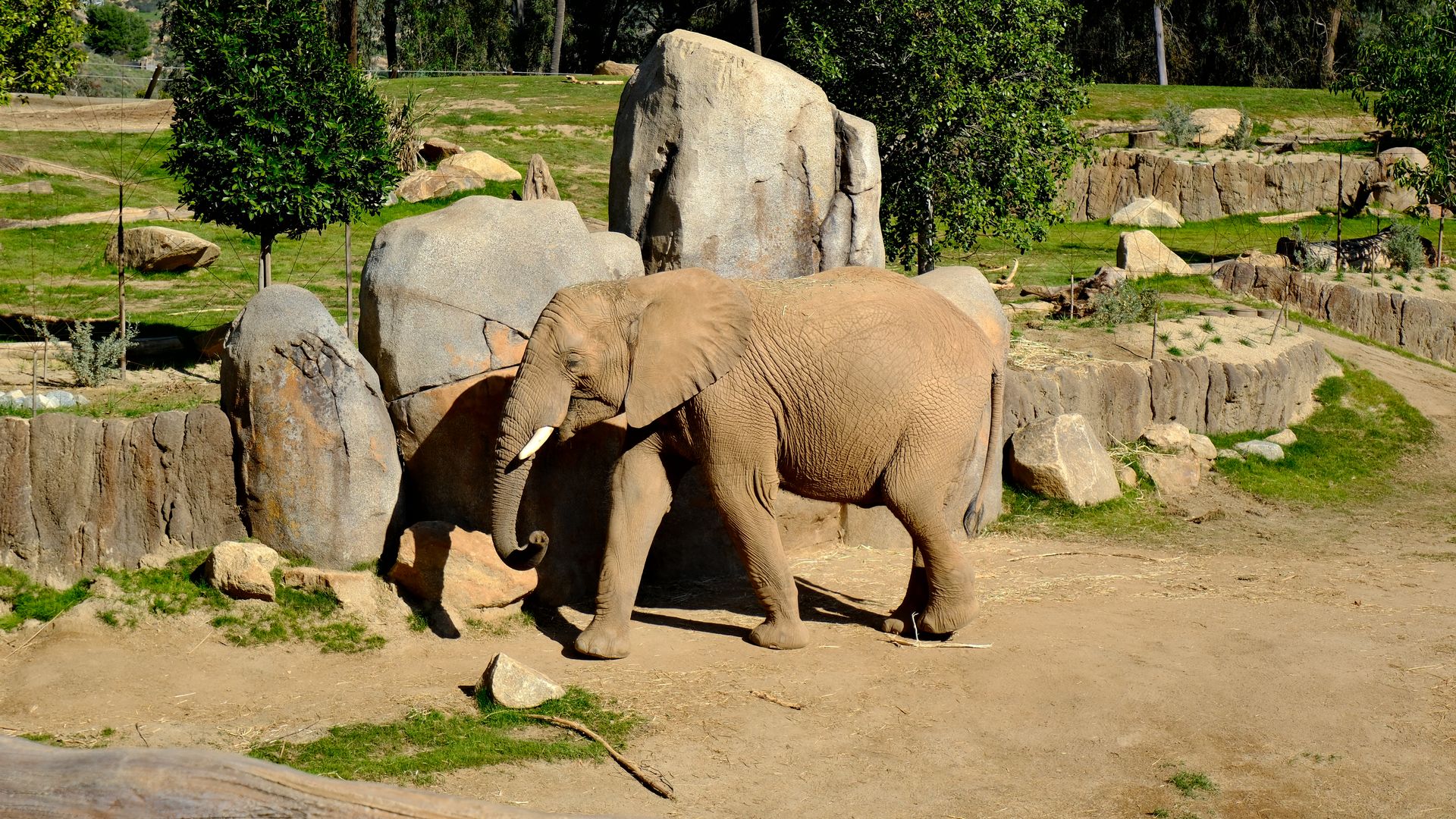 An elephant with curved tusks walking on a dirt path in a grassy enclosure surrounded by large rocks and green trees under a clear blue sky.