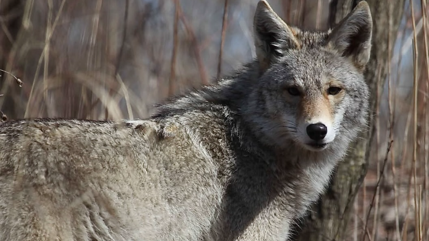 What to do if you see a coyote in Southwestern Pa.