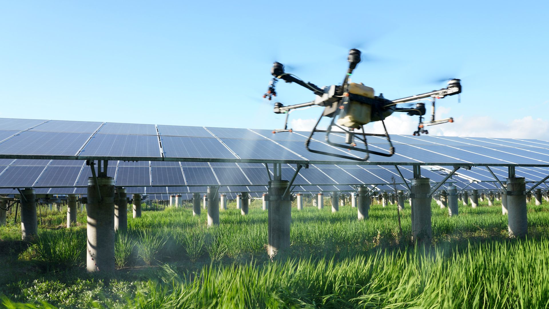 A drone sprays pesticide on seawater rice, or salt-alkali tolerant rice, growing under solar panels at an agrivoltaic farm on August 3, 2022 in Wenzhou, Zhejiang Province of China.