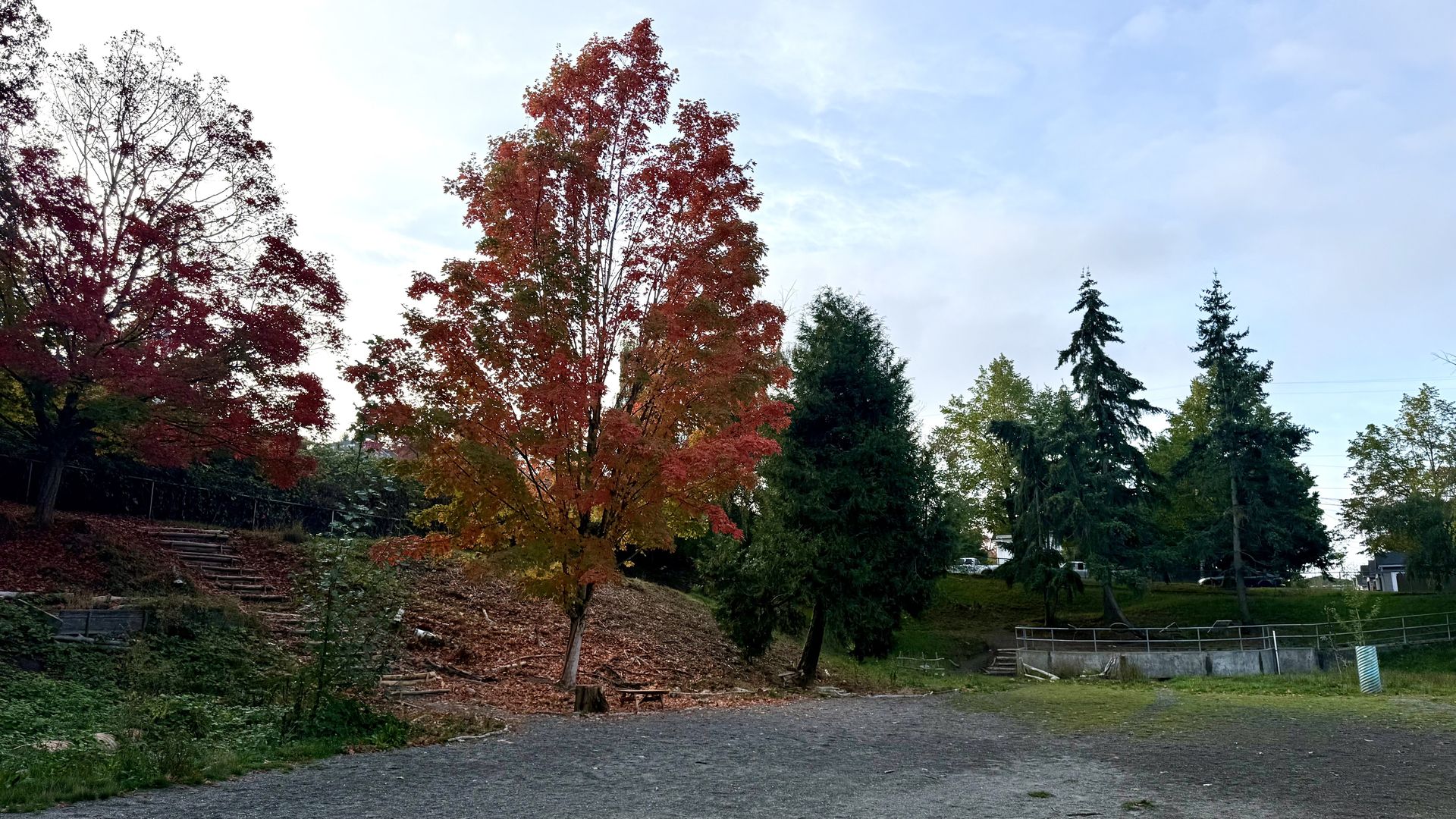 Autumn park scene with a central tree showing red and orange leaves, flanked by evergreens on the right; a leaf-strewn ground and wooden steps slope to the left, under a blue sky.