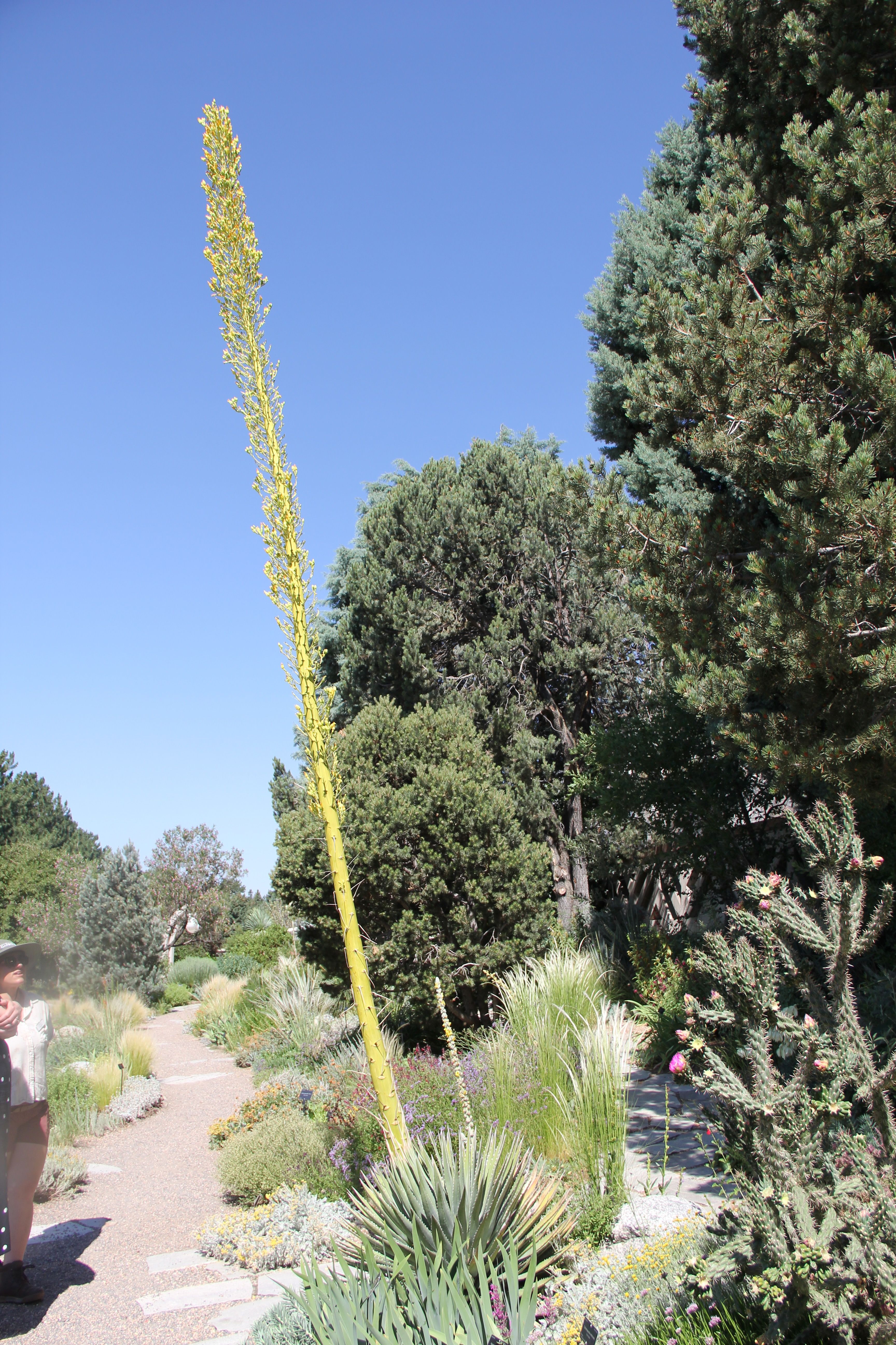 Tall yellow flower spike rising beside a garden path, with desert plants and grasses; blue sky above, evergreens on the right, and a person partly visible bottom left.