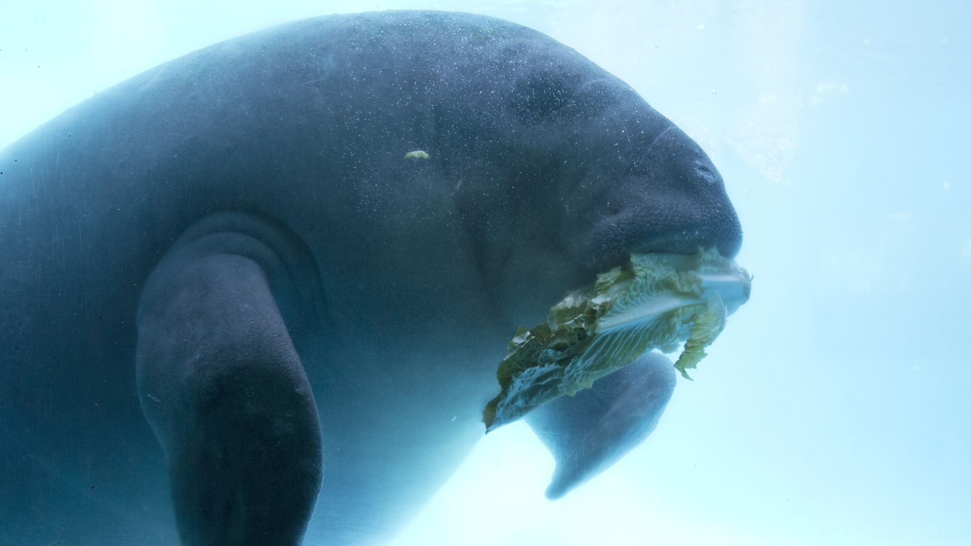 Manatee eating lettuce