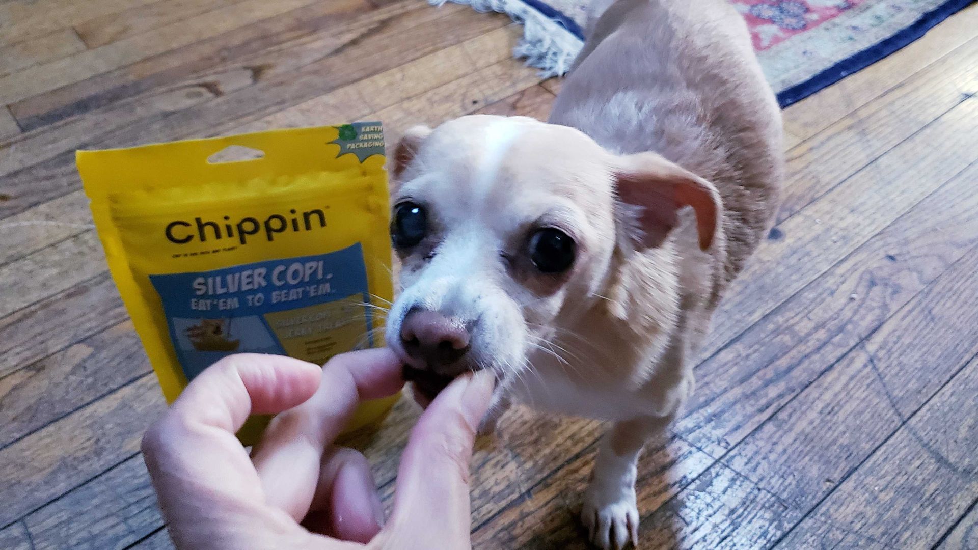 Photo of a dog eating treats. 