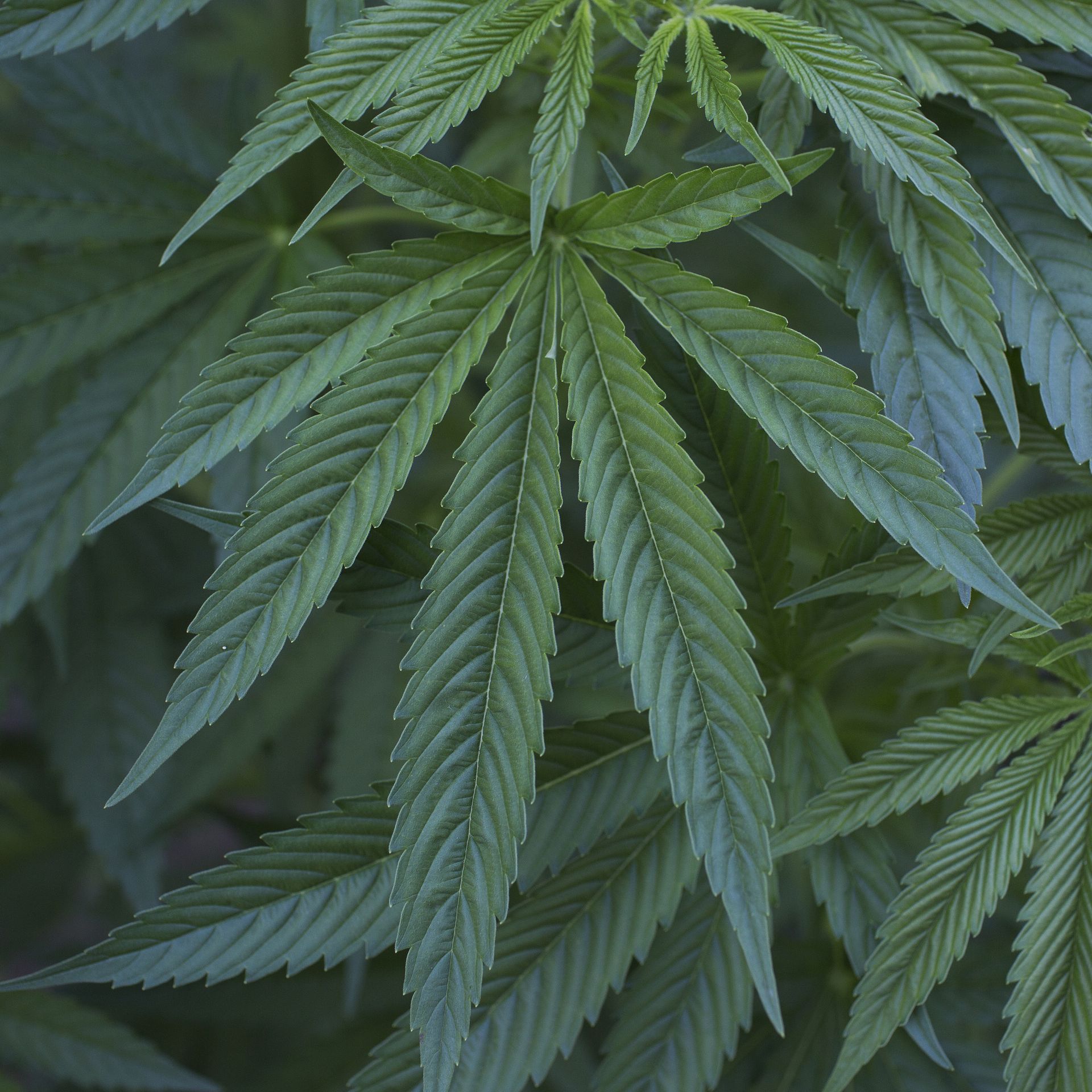 cigarettes de cannabis marlboro