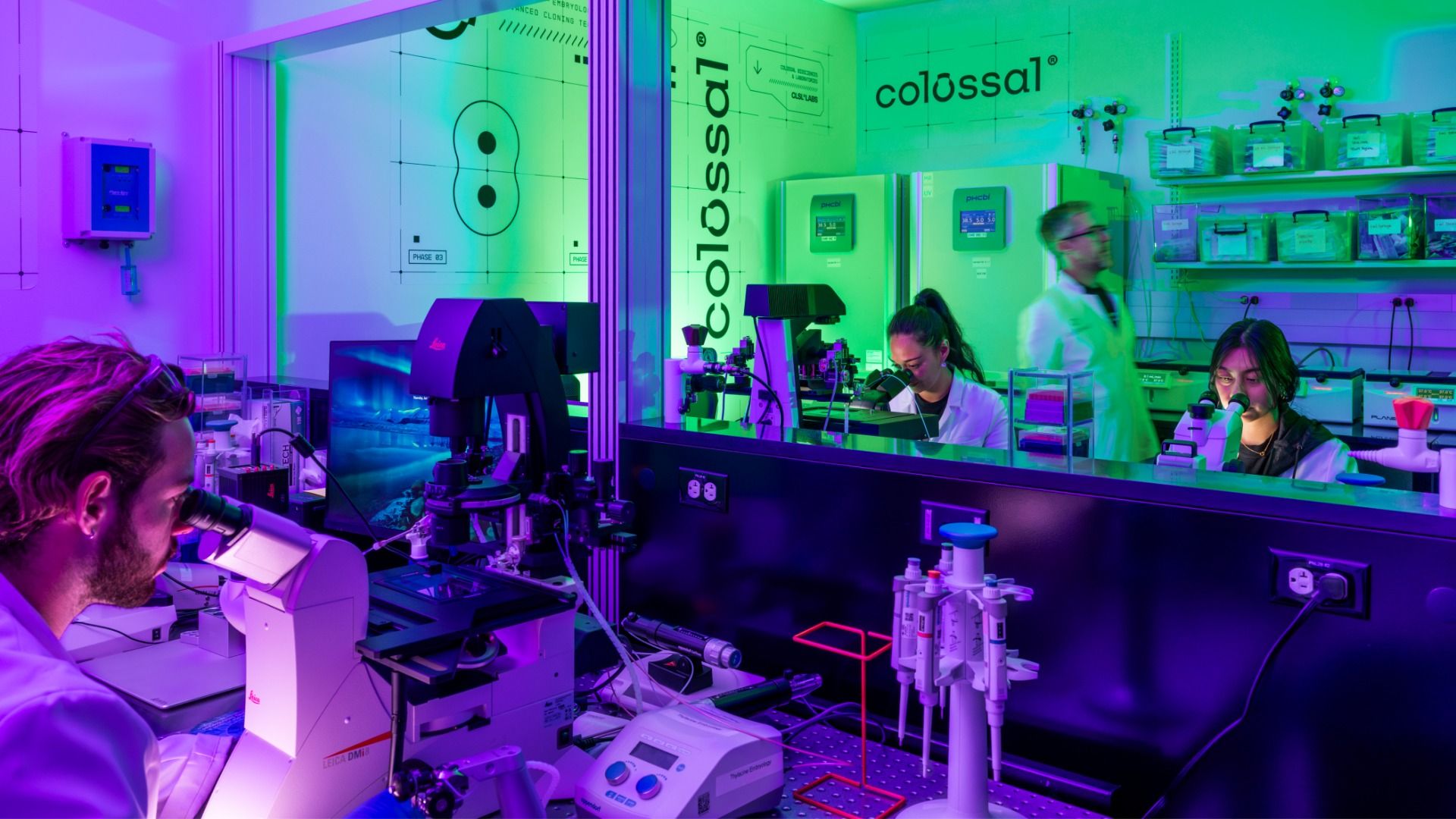 A photo of the inside of a lab at Colossal Biosciences in Dallas, featuring a person looking into a microscope on the left while two others looking into microscopes on the other side of a window