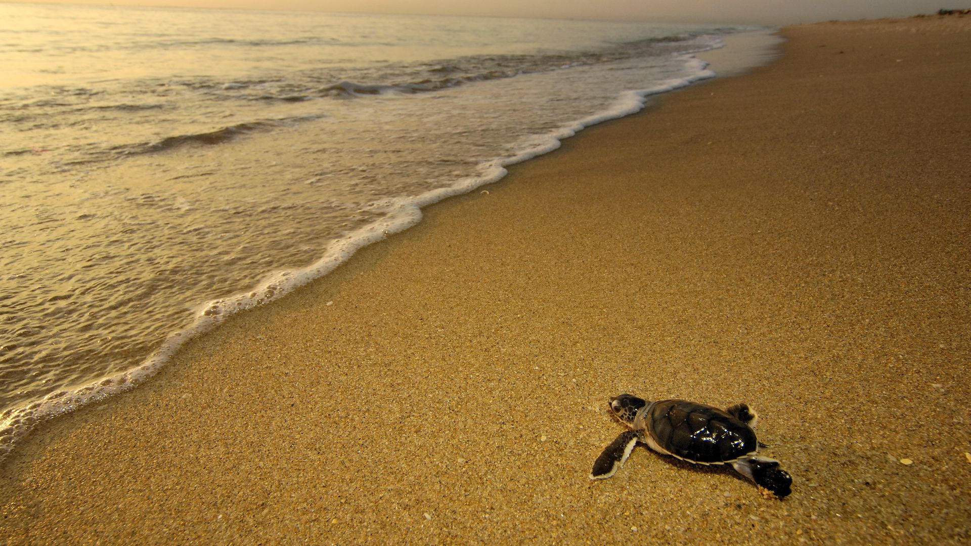 Green sea turtle (Chelonia mydas) hatchling, Florida, Atlantic Ocean B1275. (Photo by: Mark Conlin/VW PICS/UIG via Getty Image)
