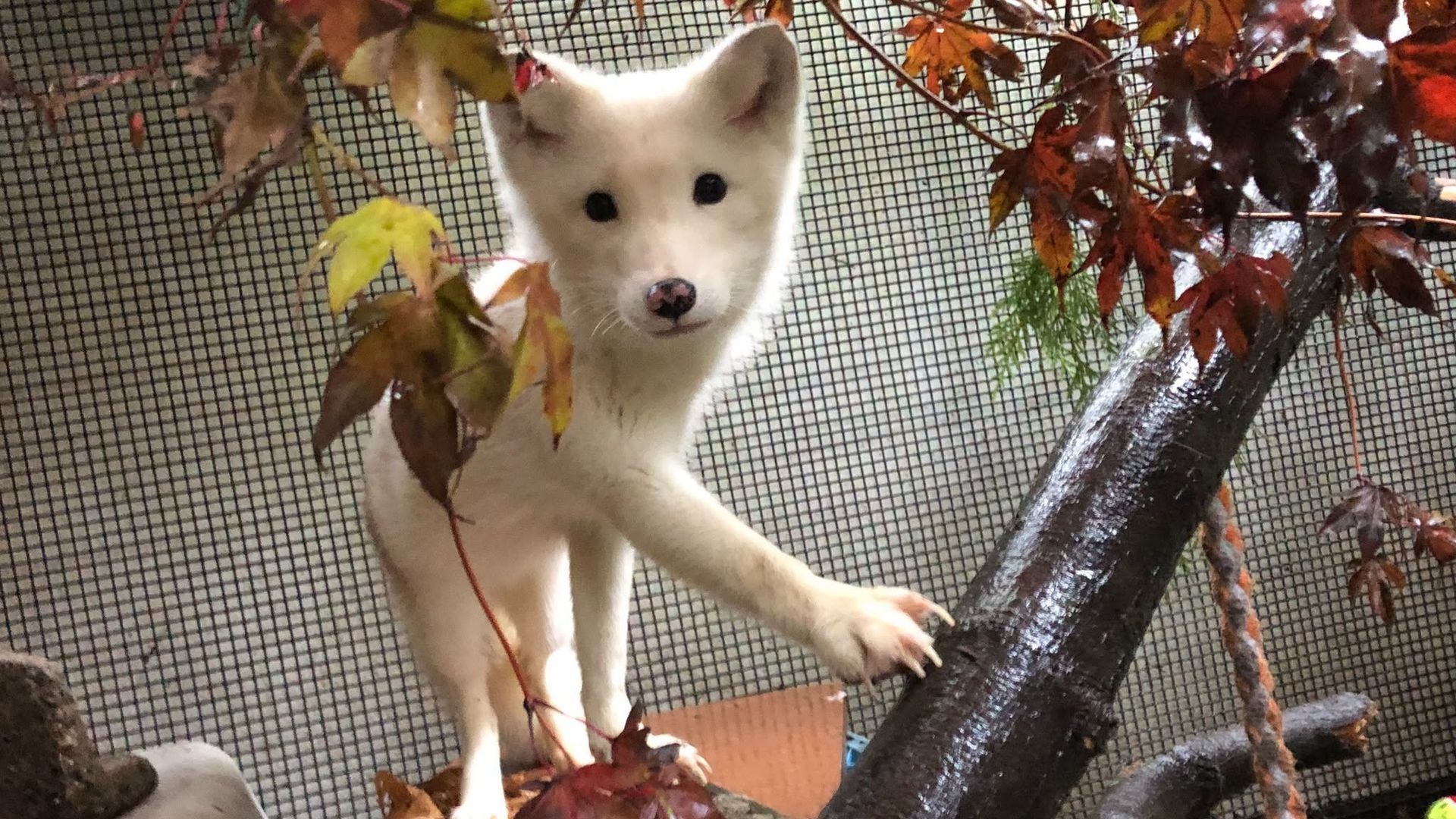 A white fluffy dog peers through orange and red autumn leaves against a wire-mesh background, gazing at the camera with dark eyes and nose.