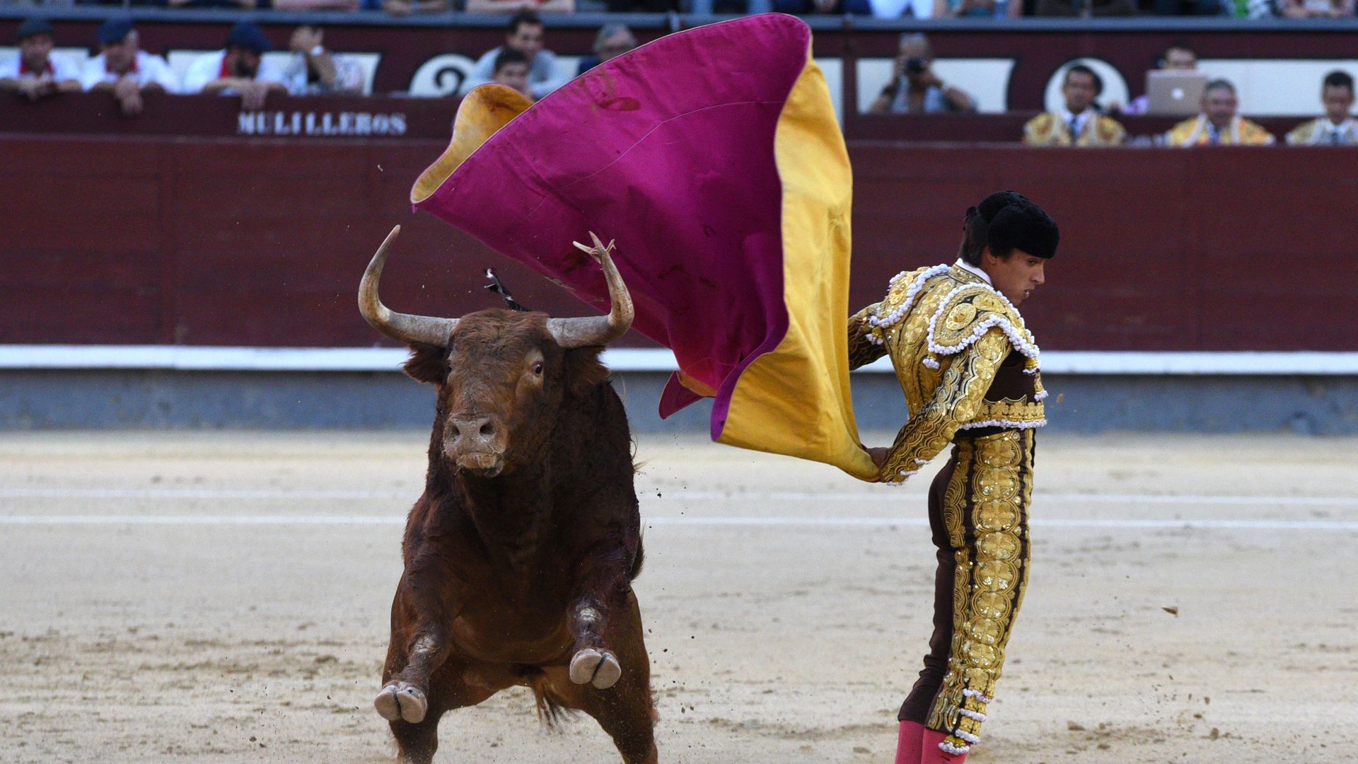 In this image, a bullfighter stands facing away from a bull while waving his sash behind him.