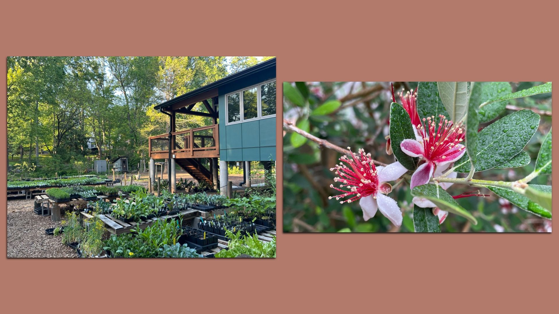 Two-image collage: left shows a garden nursery with seedling trays under trees and a blue elevated building; right shows close-up of dew-covered pink flowers with red stamens and green leaves.