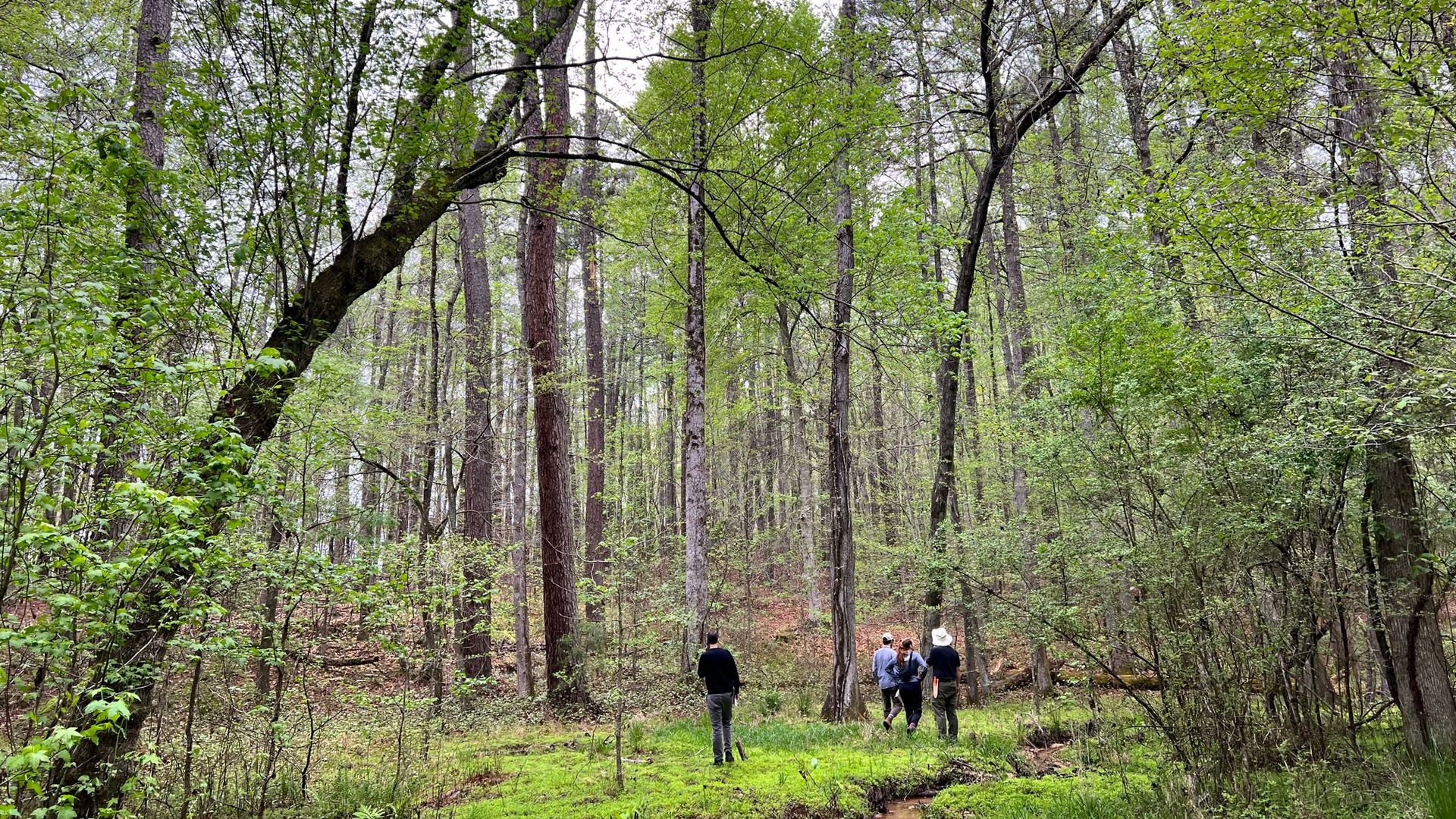 Three people walk near a small creek surrounded by tall lush green trees