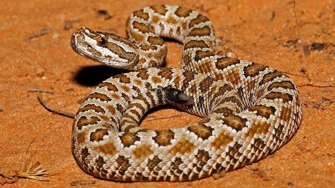 Rattlesnake bites are spiking on Utah's trails