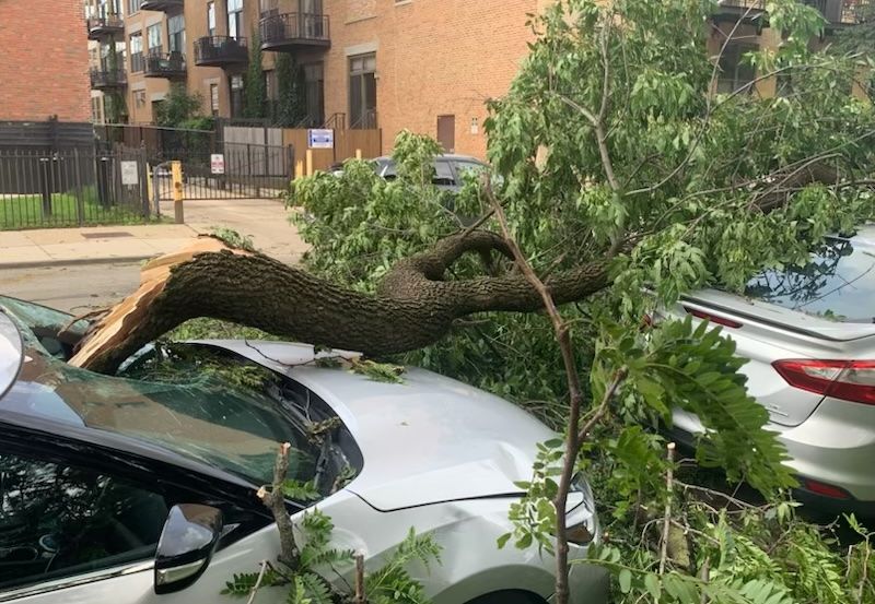 Tree smashed through windshield.