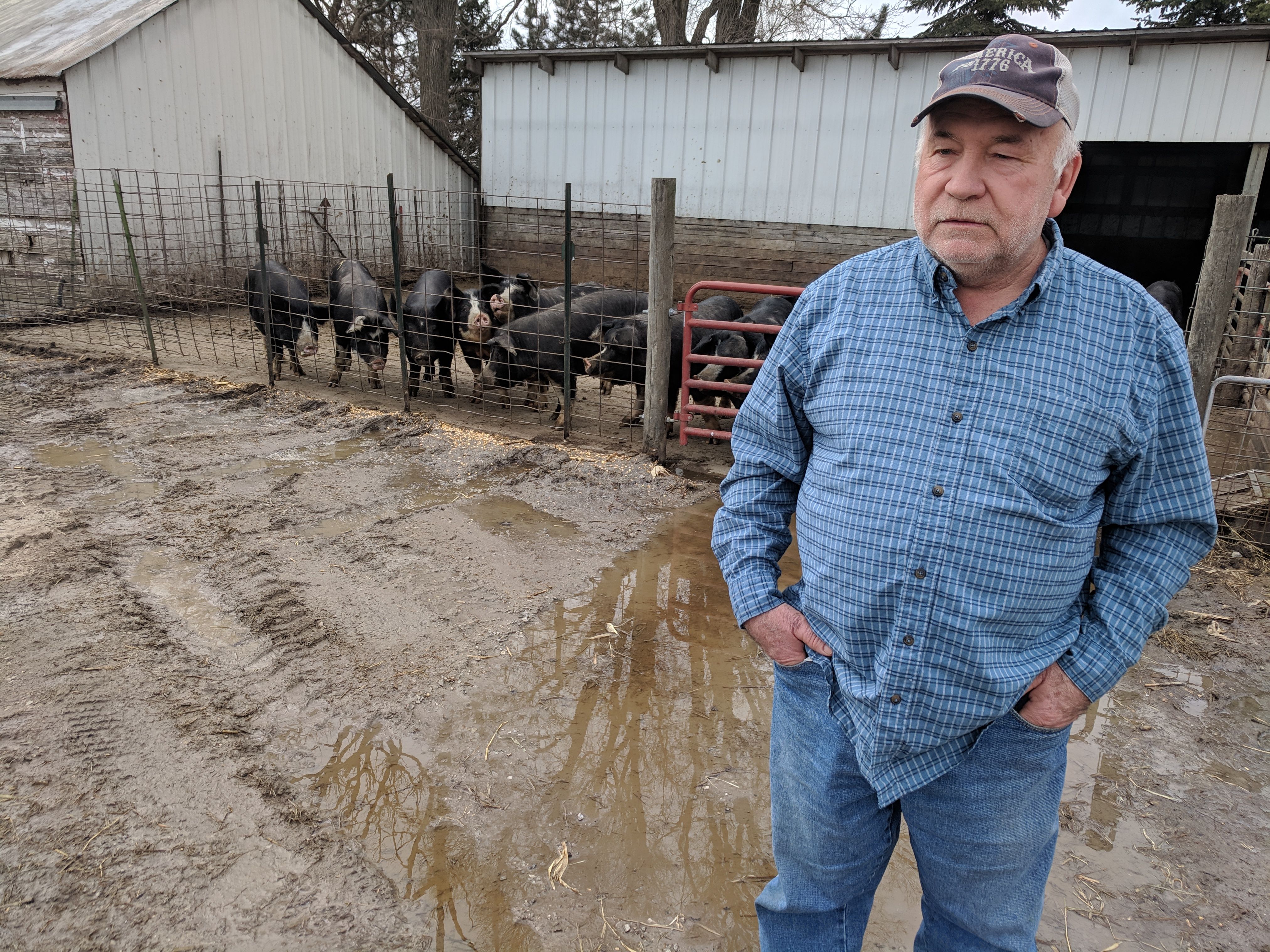 Chris Petersen stands in front of his sows in Clear Lake, Iowa