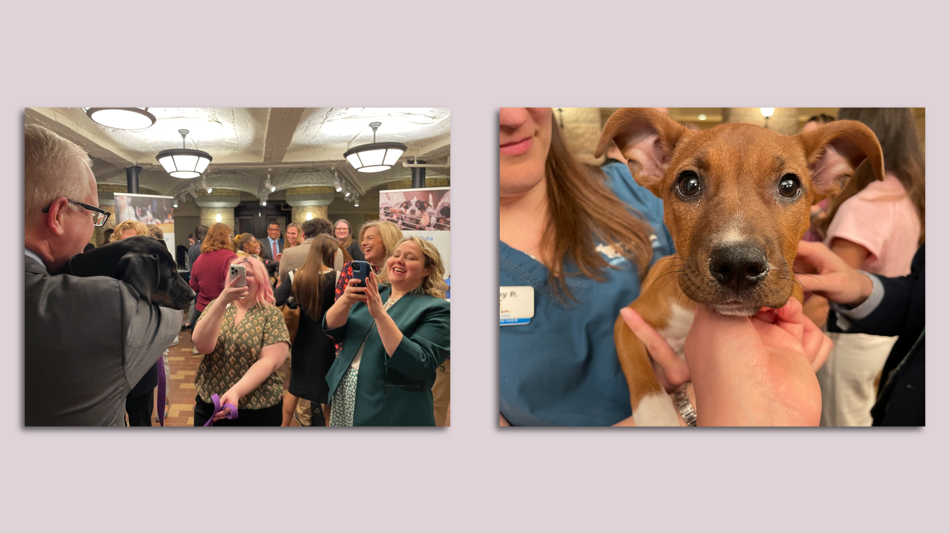 A split-screen image of a puppy with brown fur and big dark-brown eyes on the right and a photo of smiling people holding another puppy with black fur on the left.