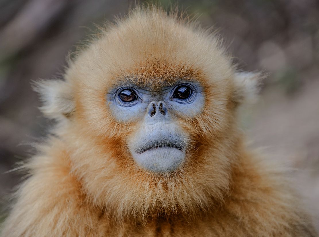 Photo of a golden snub-nosed monkey