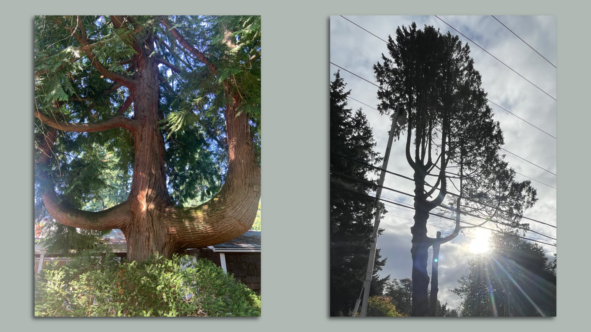 Two photos of a 100-year-old cedar tree that was cut down for development. 