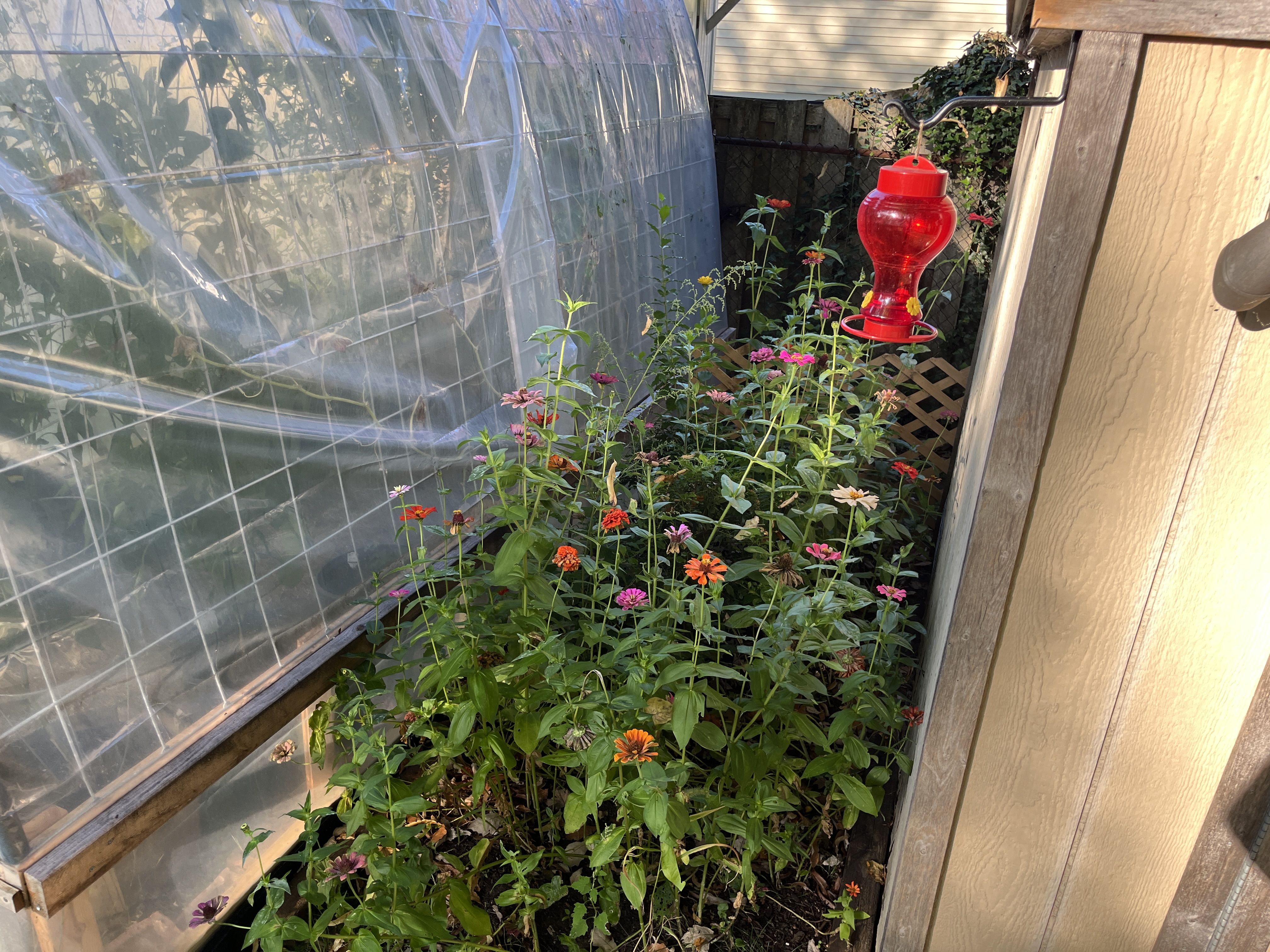 a patch of wildflowers next to a shed and greenhouse 
