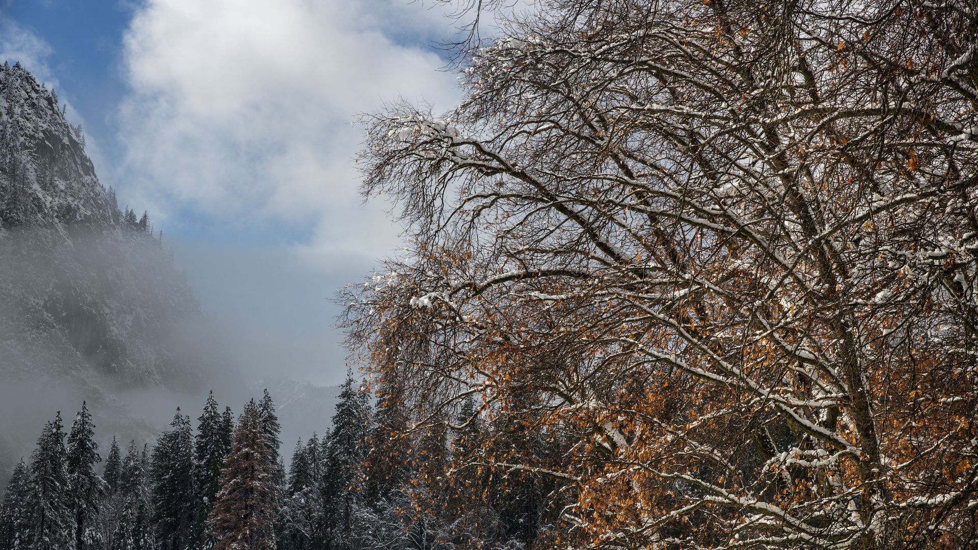 Picture of trees and fog