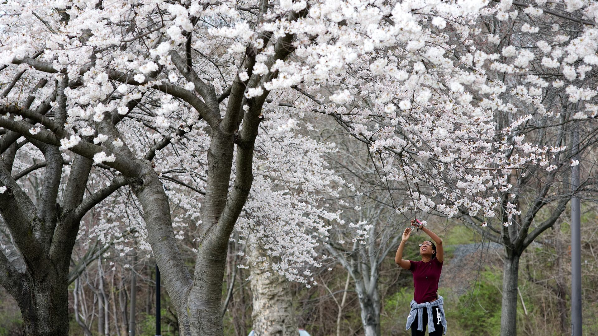 Cherry Blossoms on the Schuylkill River Banks