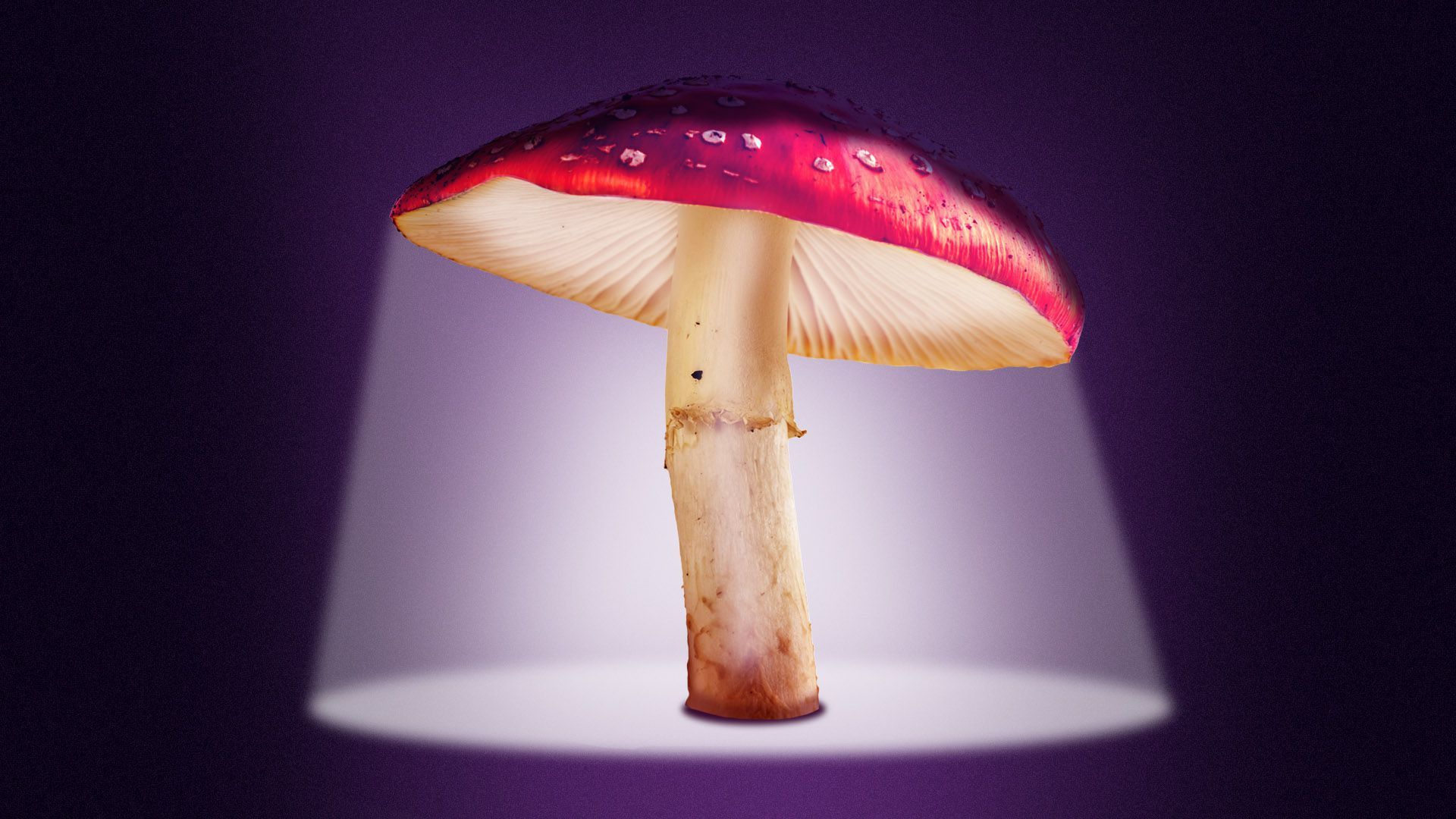 An illustration of a mushroom under a spotlight.