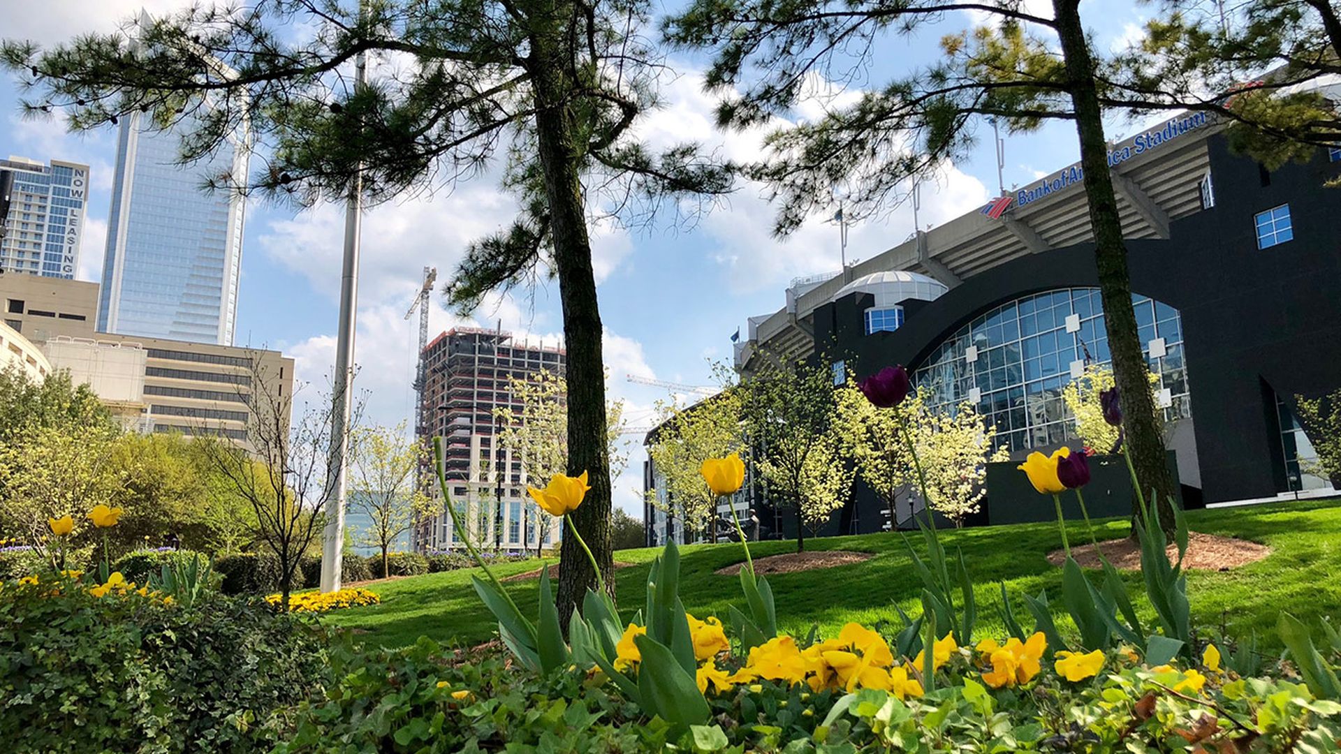 allergies-in-charlotte