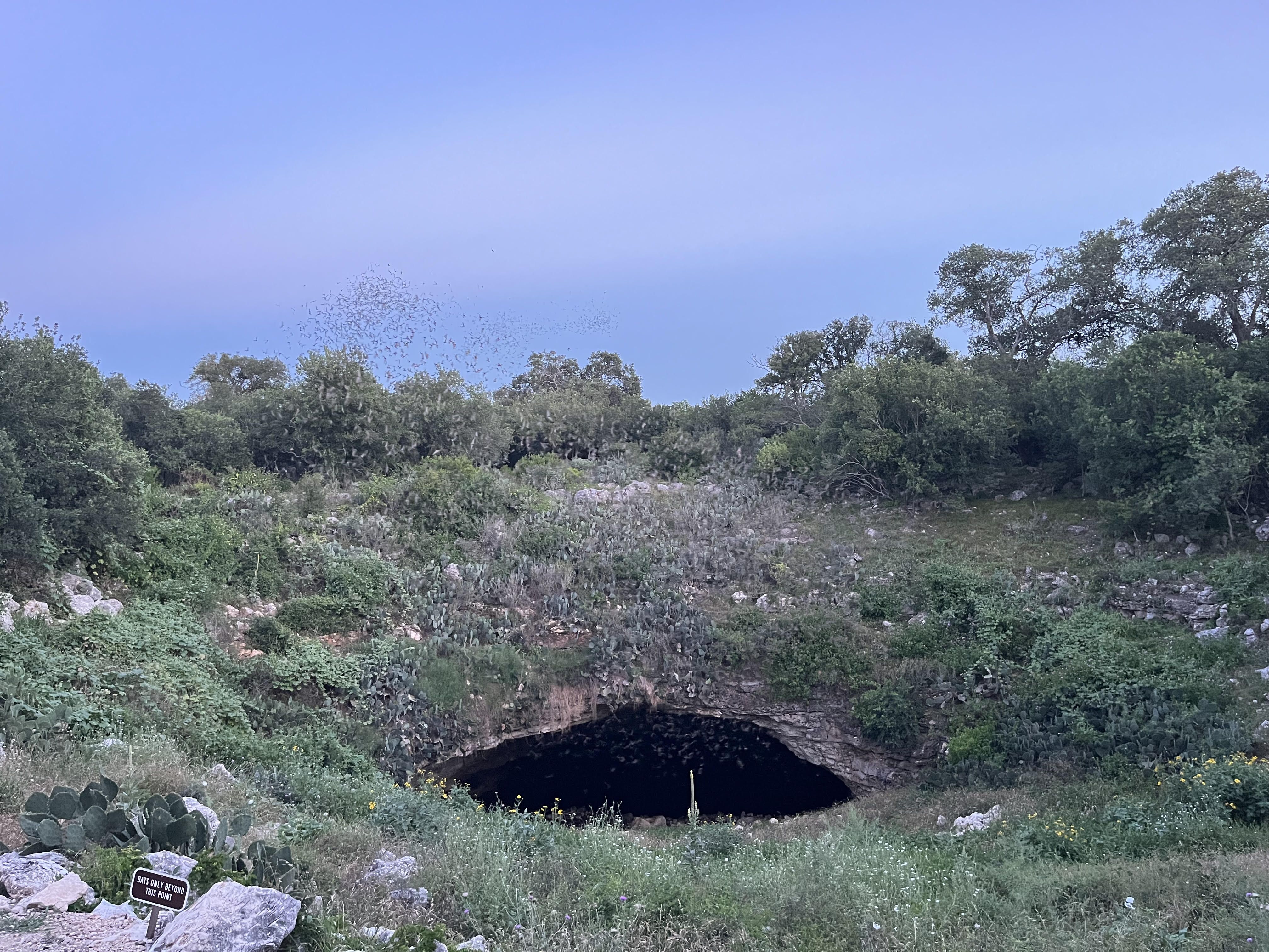 A blue sky at dusk over a rocky, shrub-covered hillside with a dark cave opening. A flock of bats swirls in the distance. A small sign near the rocks reads, "Bats only beyond this point" at Bracken Cave Preserve.