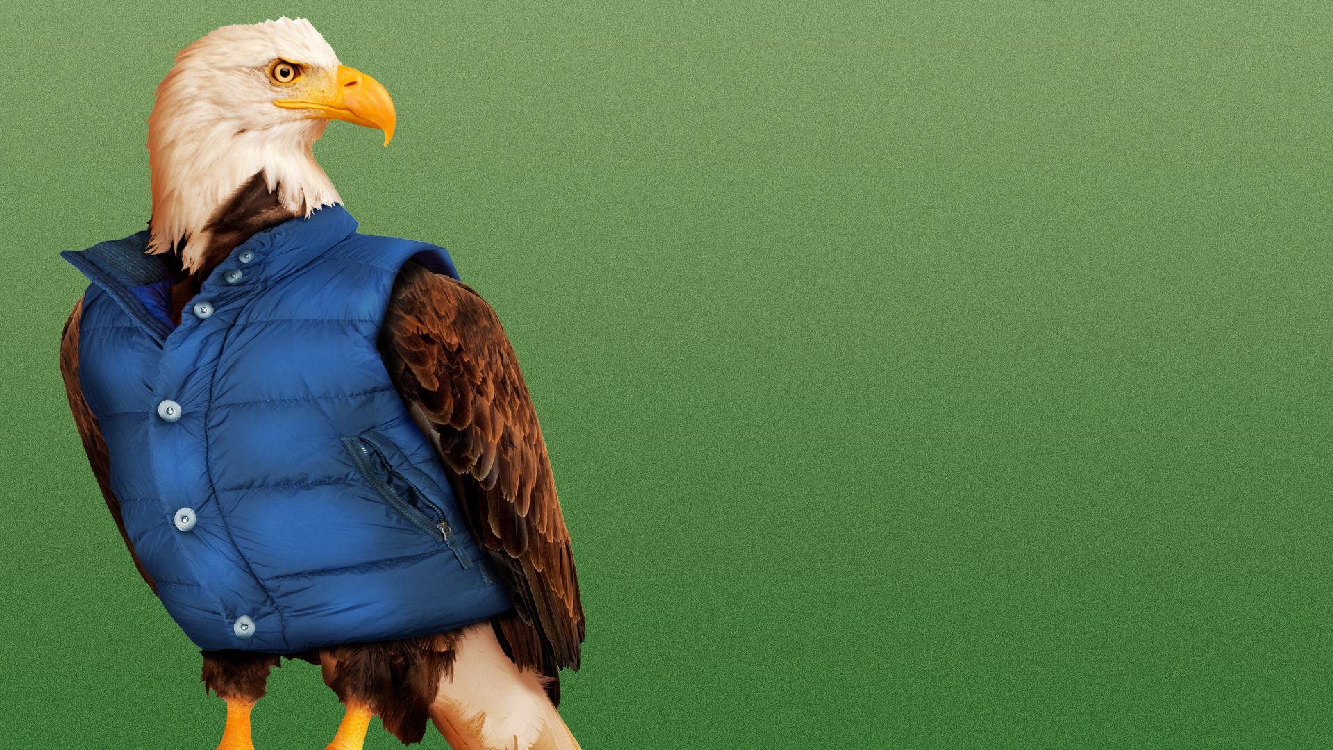 Illustration of a bald eagle wearing a puffer vest