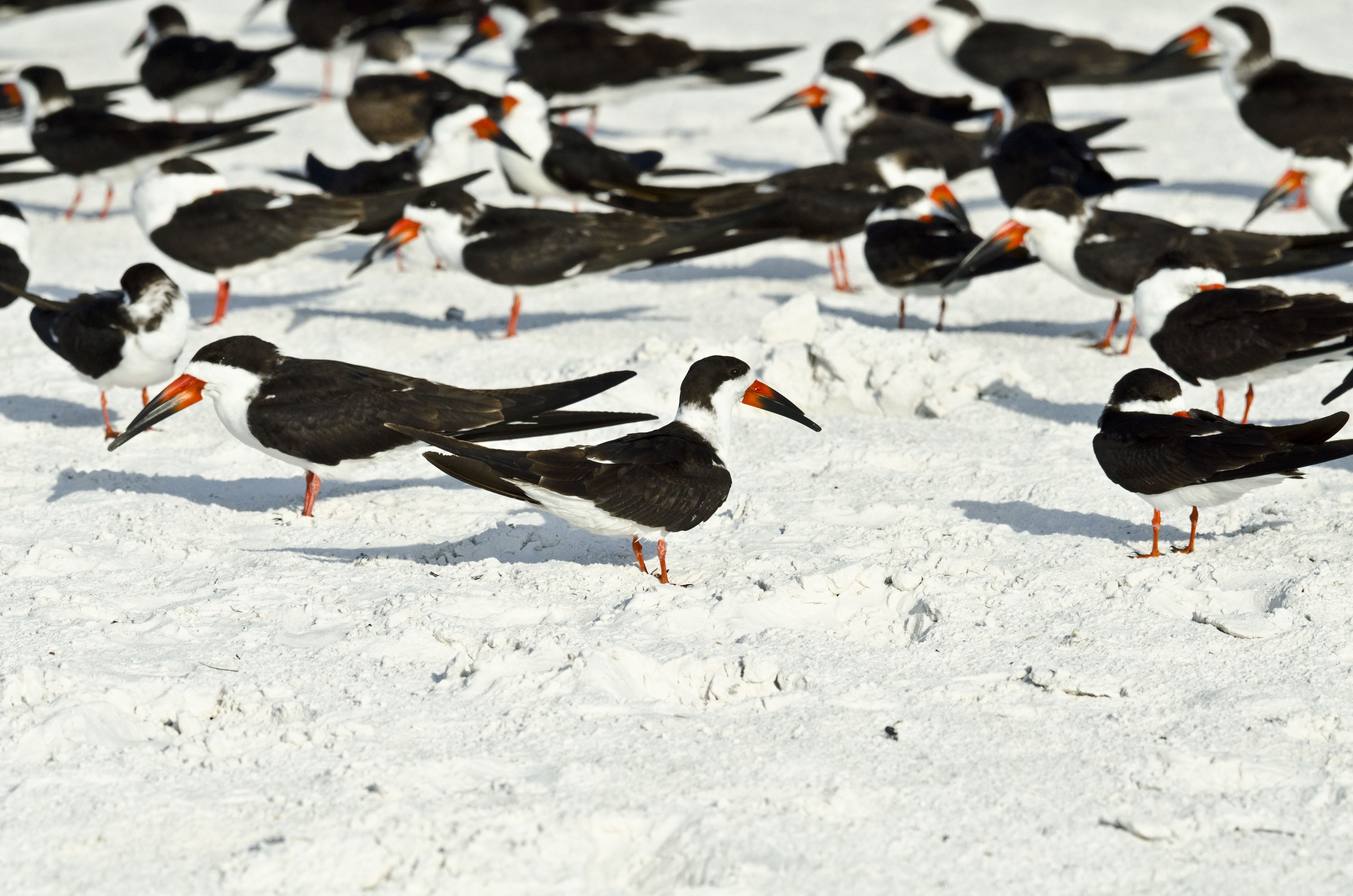 A large flock of black-and-white seabirds with bright orange beaks and legs stand on a sandy white beach, many facing different directions.