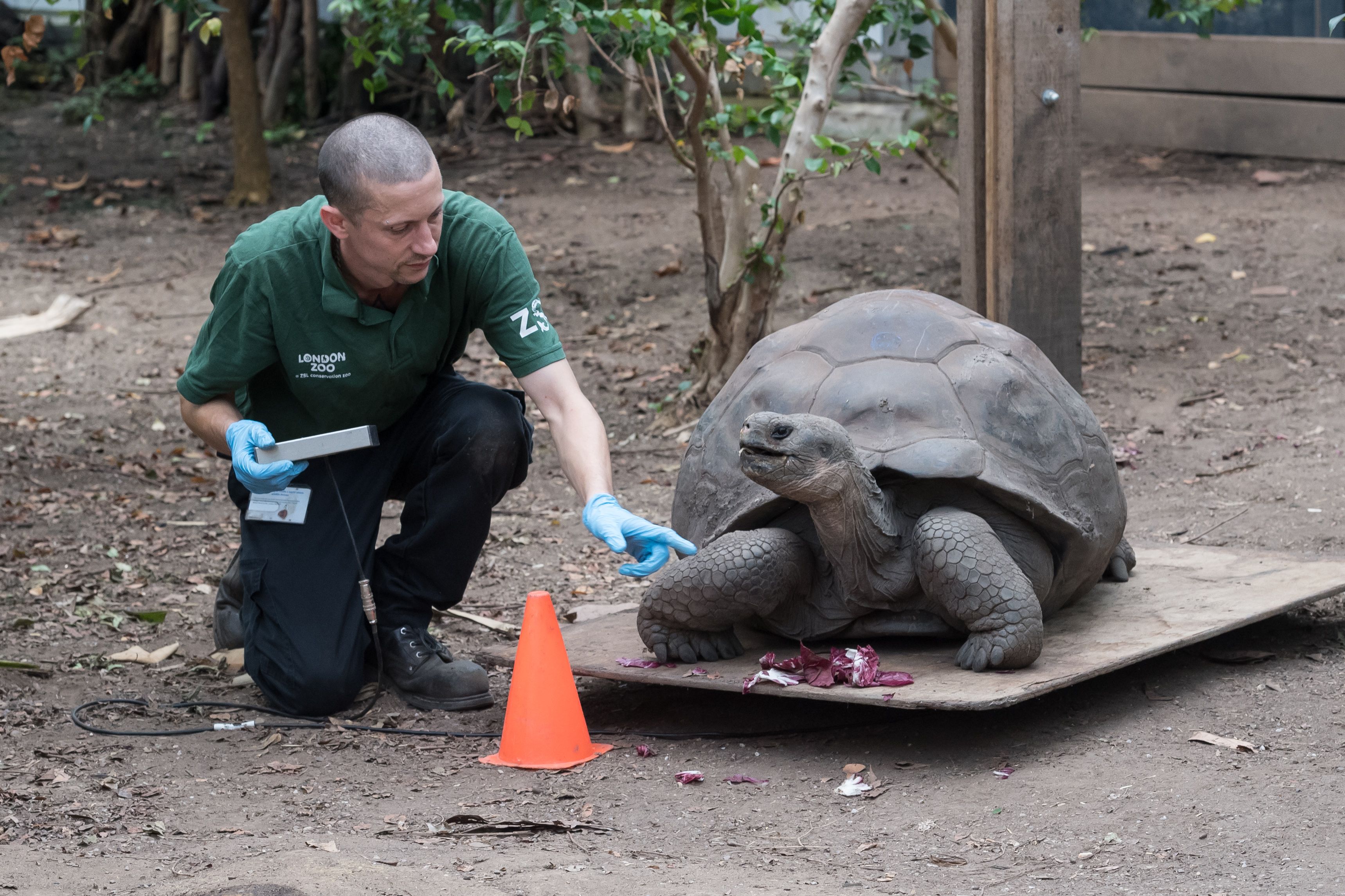 A zookeeper weighs a giant Galapagos tortoise during the London Zoo's annual animal weigh-in. 