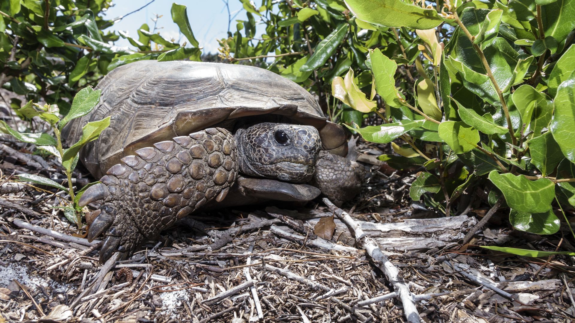 A brown tortoise with scaly arms and thick claws crawls through brush. 