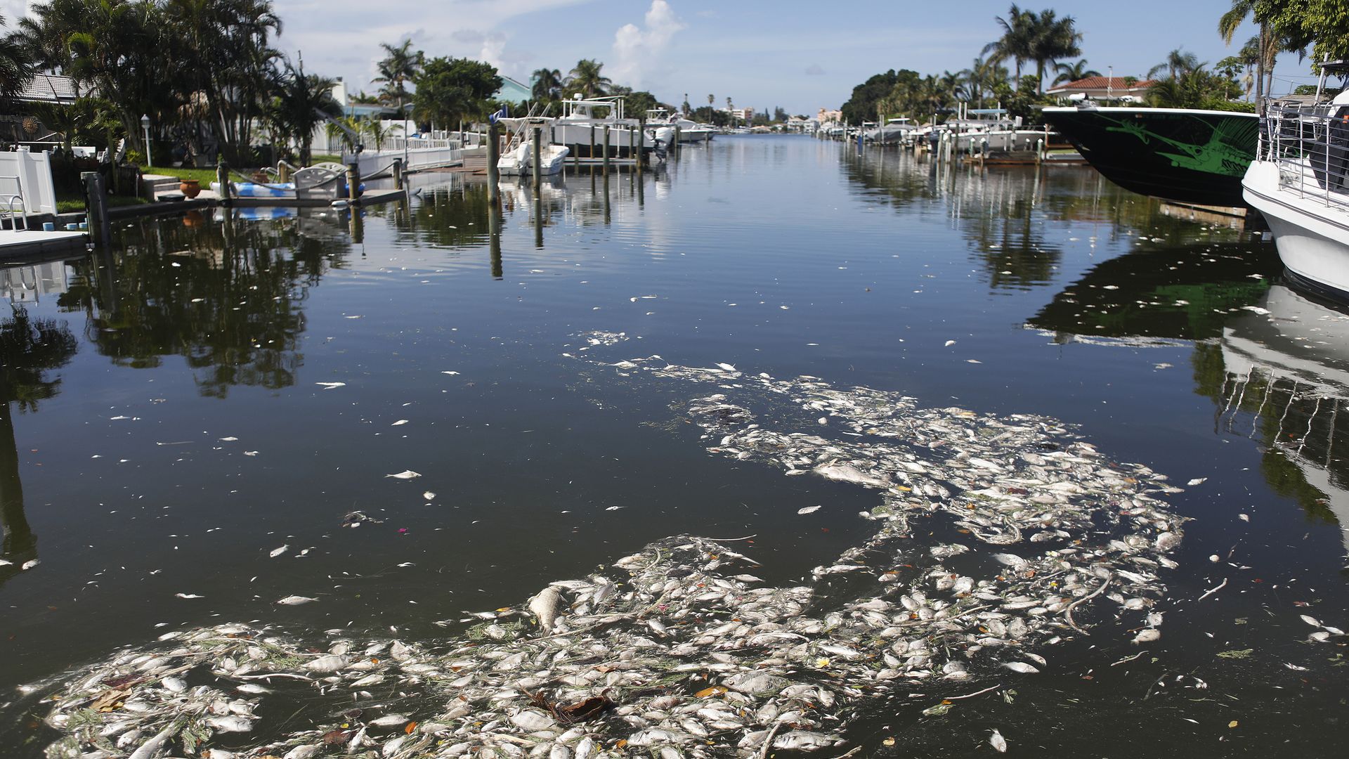 Hundreds of silvery dead fish float atop a canal with boats. 