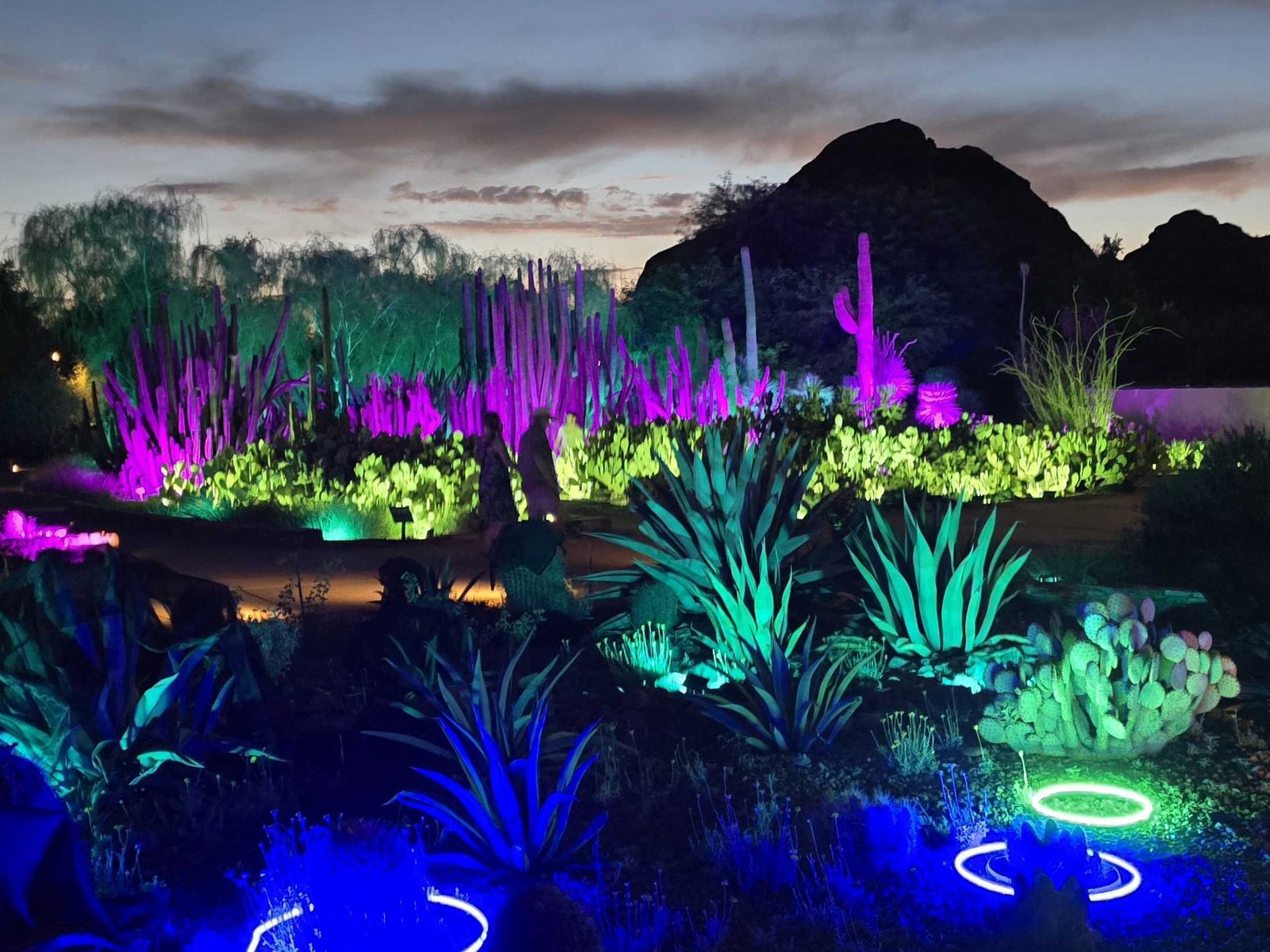 One month left of Flashlight Nights at the Desert Botanical Garden