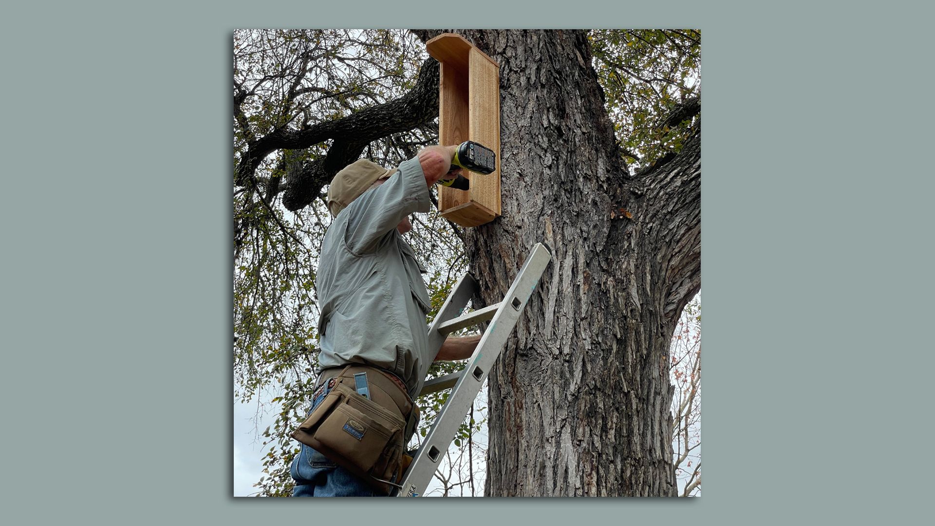 A man stands on a ladder, hanging a bird house on a tree.