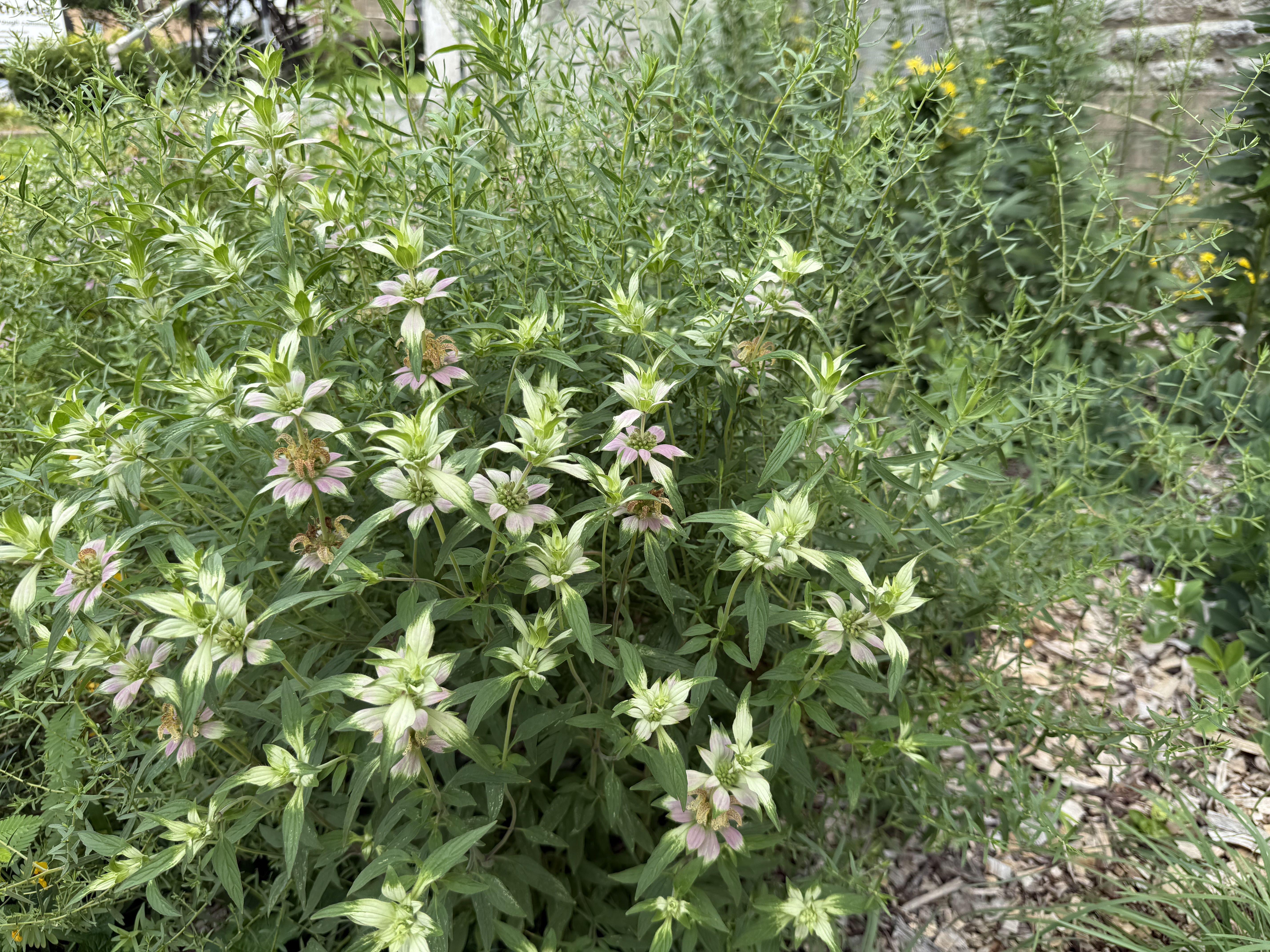 Dense garden with tall, slender green stems and narrow leaves. Pink star-shaped flowers with pale green bracts bloom amid the foliage, with small yellow blooms and a stone wall in the background.