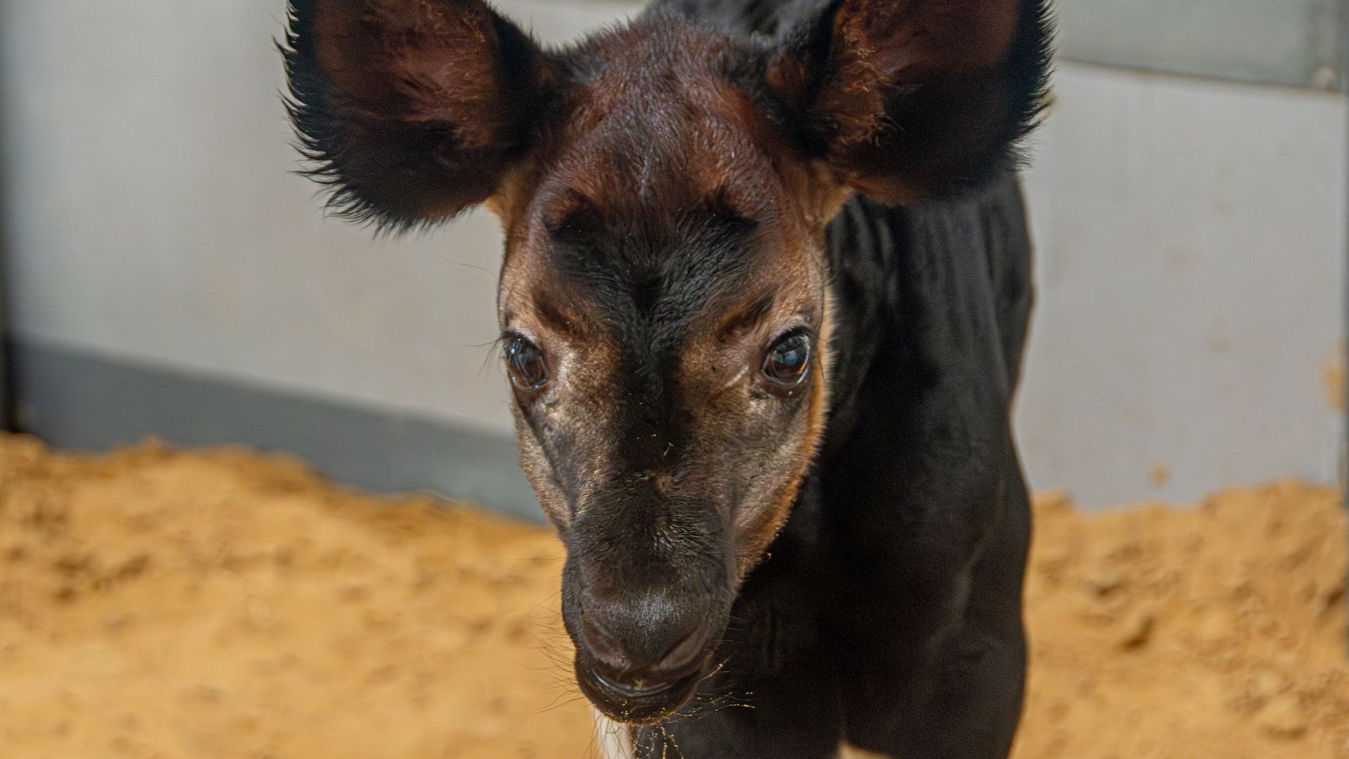 Photo of a male okapi calf 