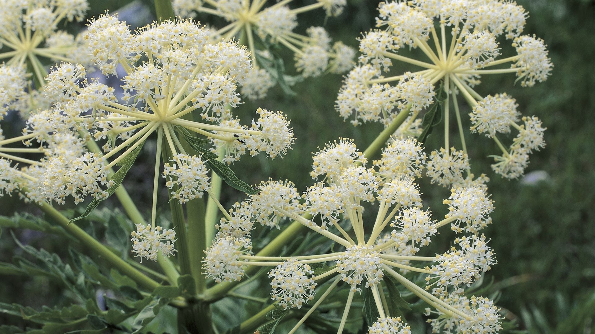 a close-up photo of water hemlock, a toxic plant found near White Rock Lake in Dallas 